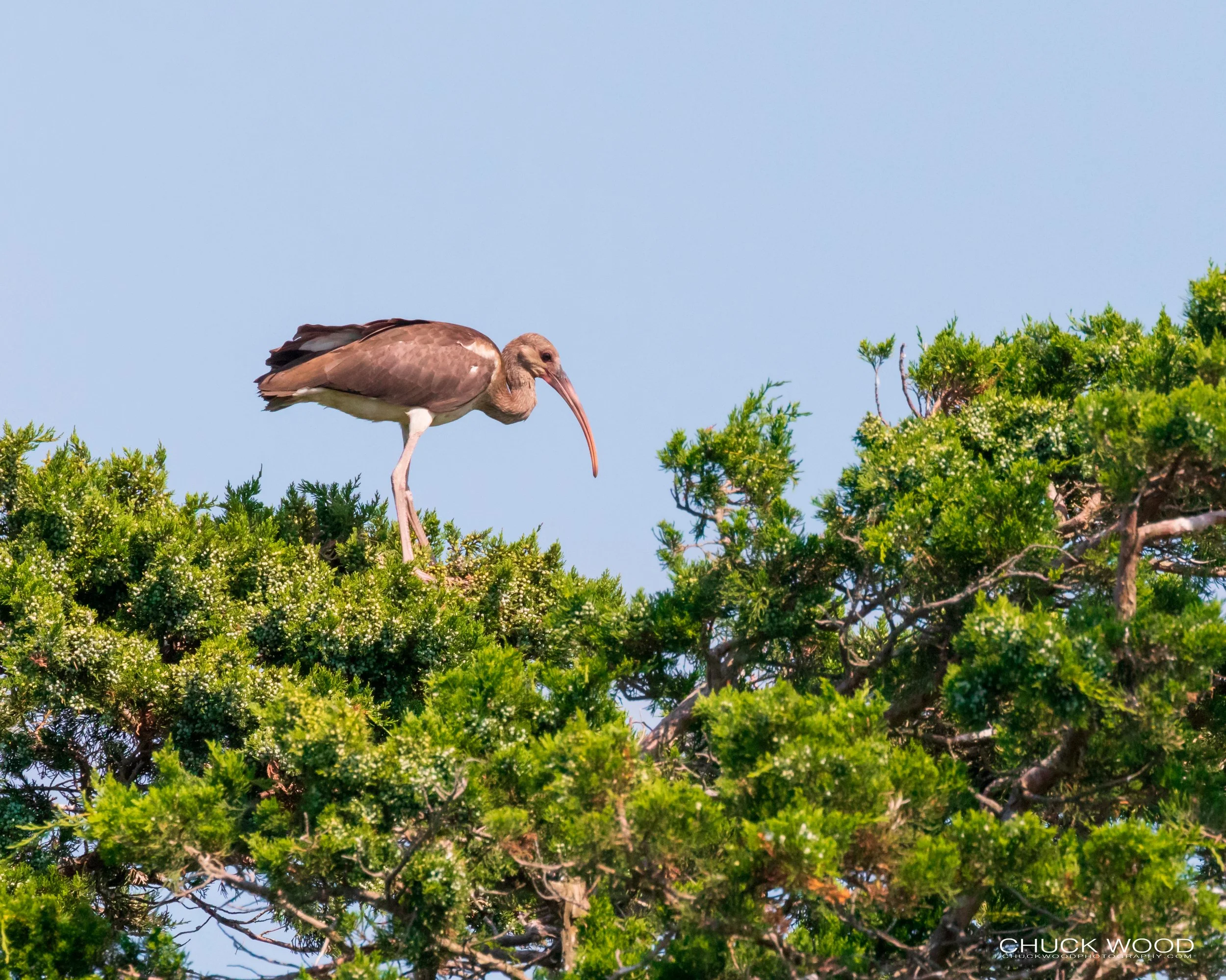  Forsythe NWR, NJ 2019 