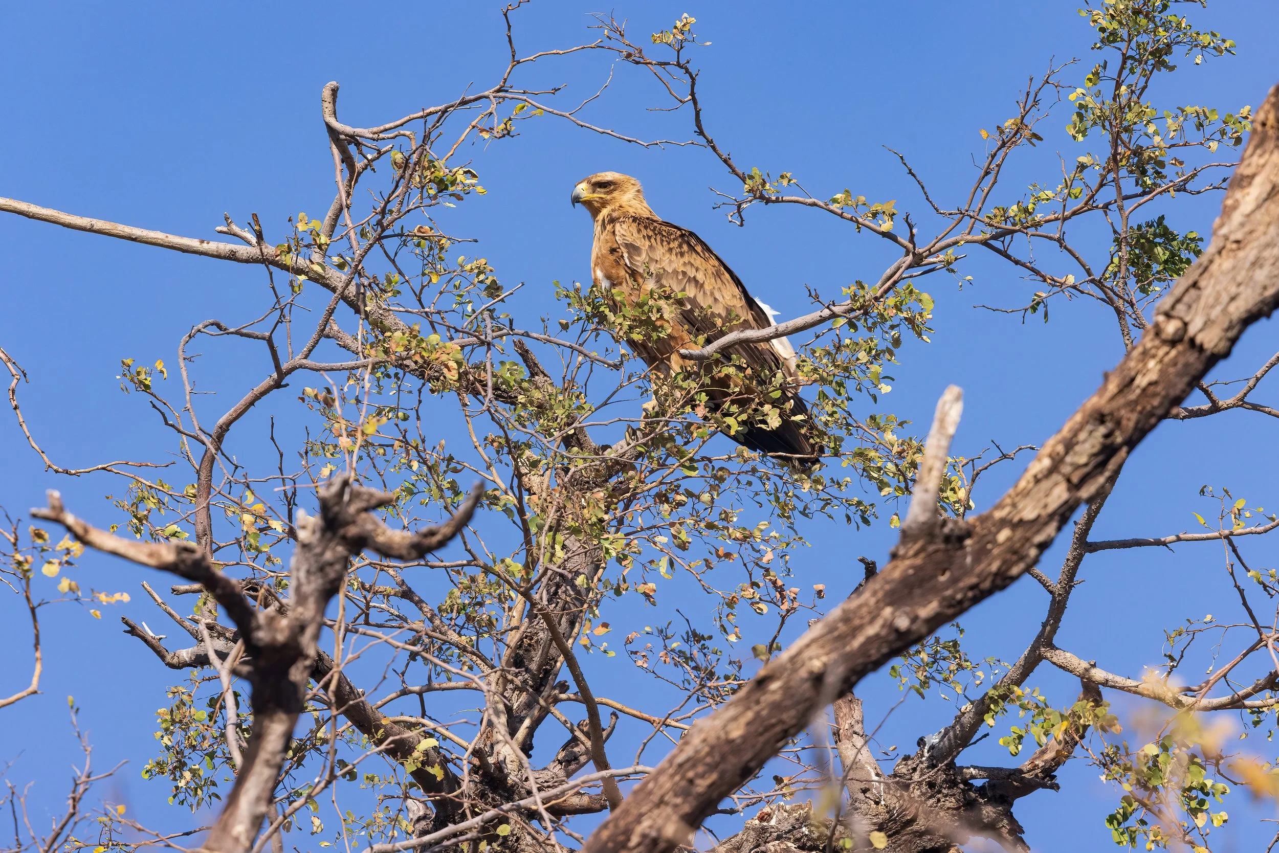  Savuti, Botswana 2023 