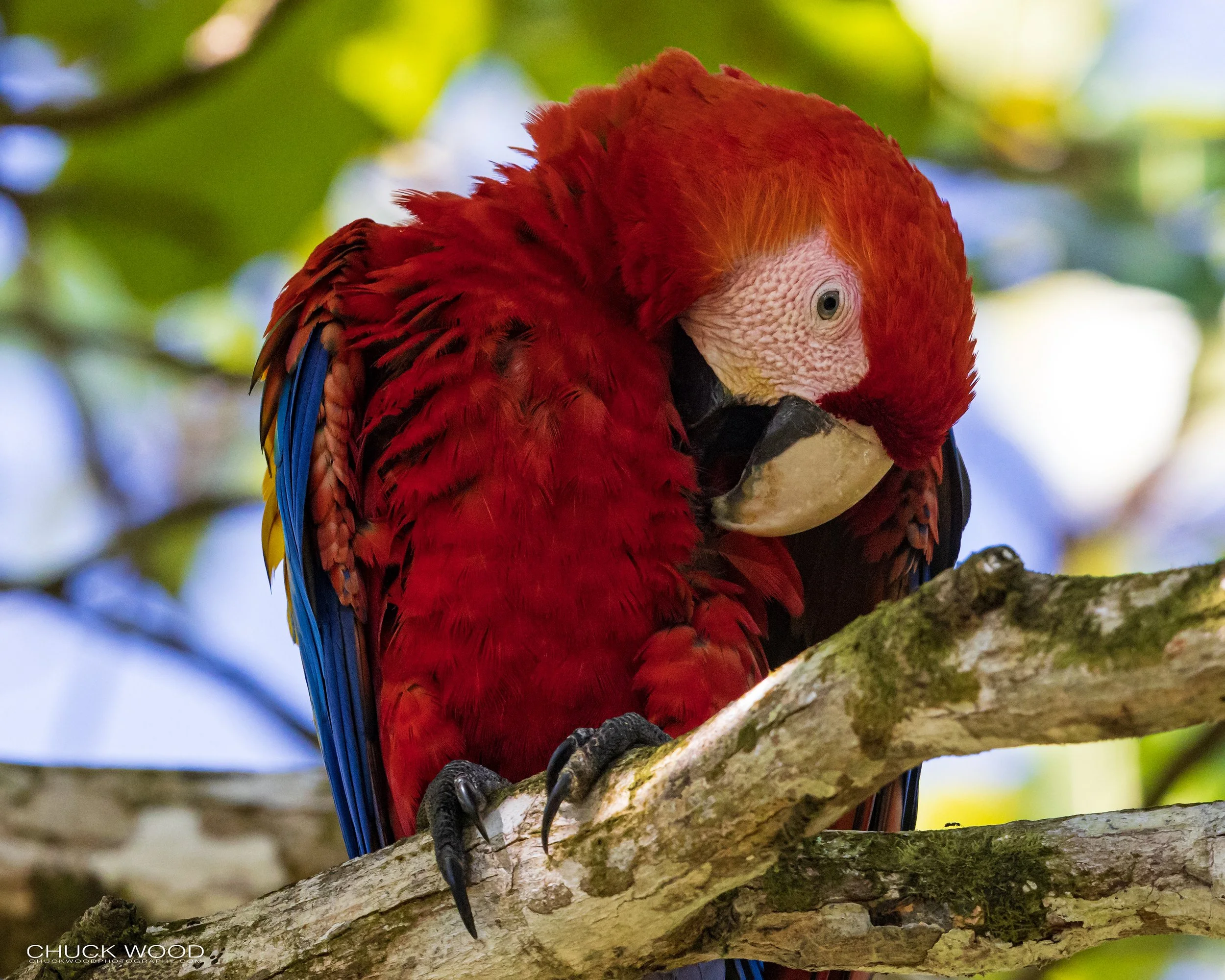  Osa Peninsula, Costa Rica 2022 