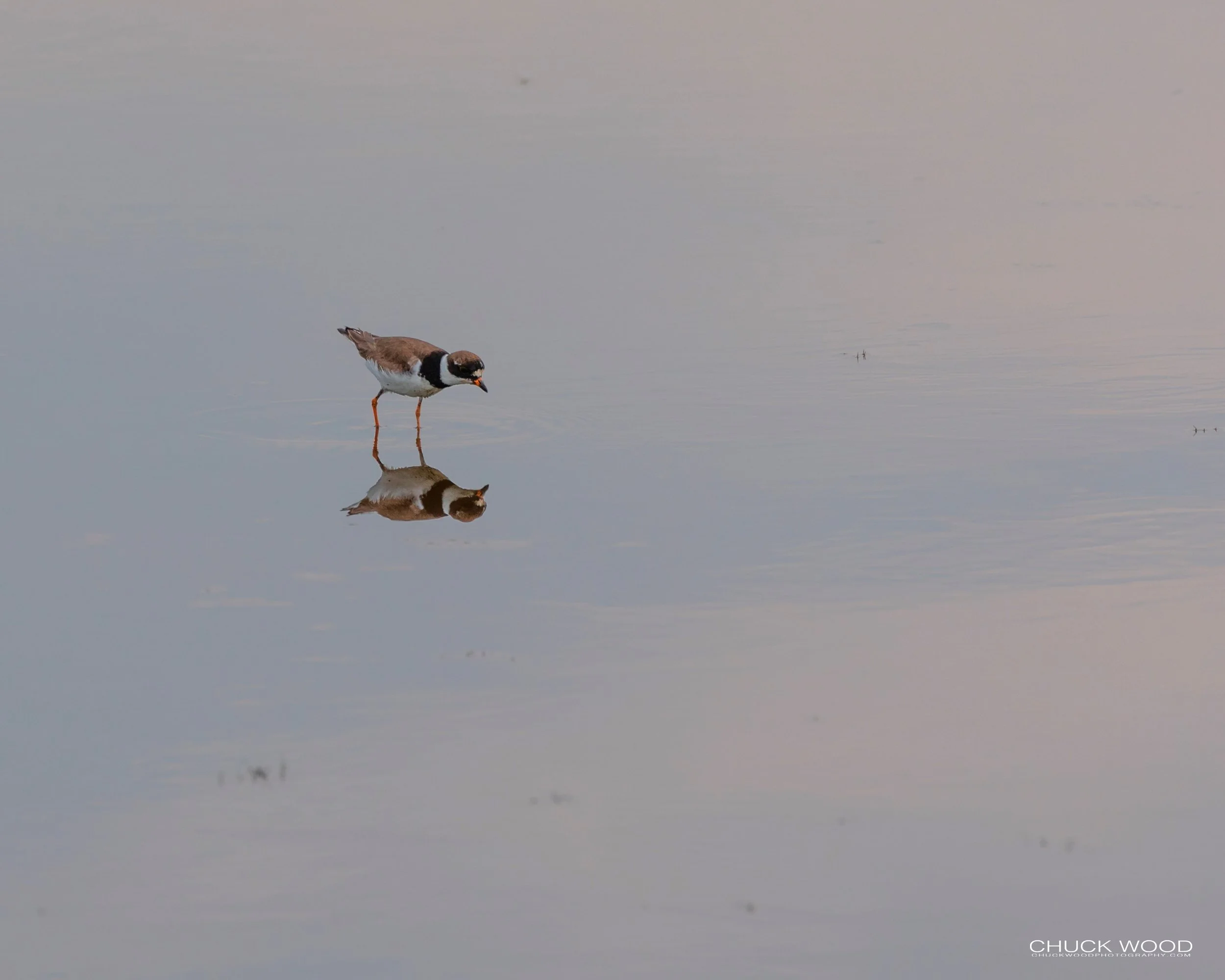  Forsythe NWR, NJ 2019 
