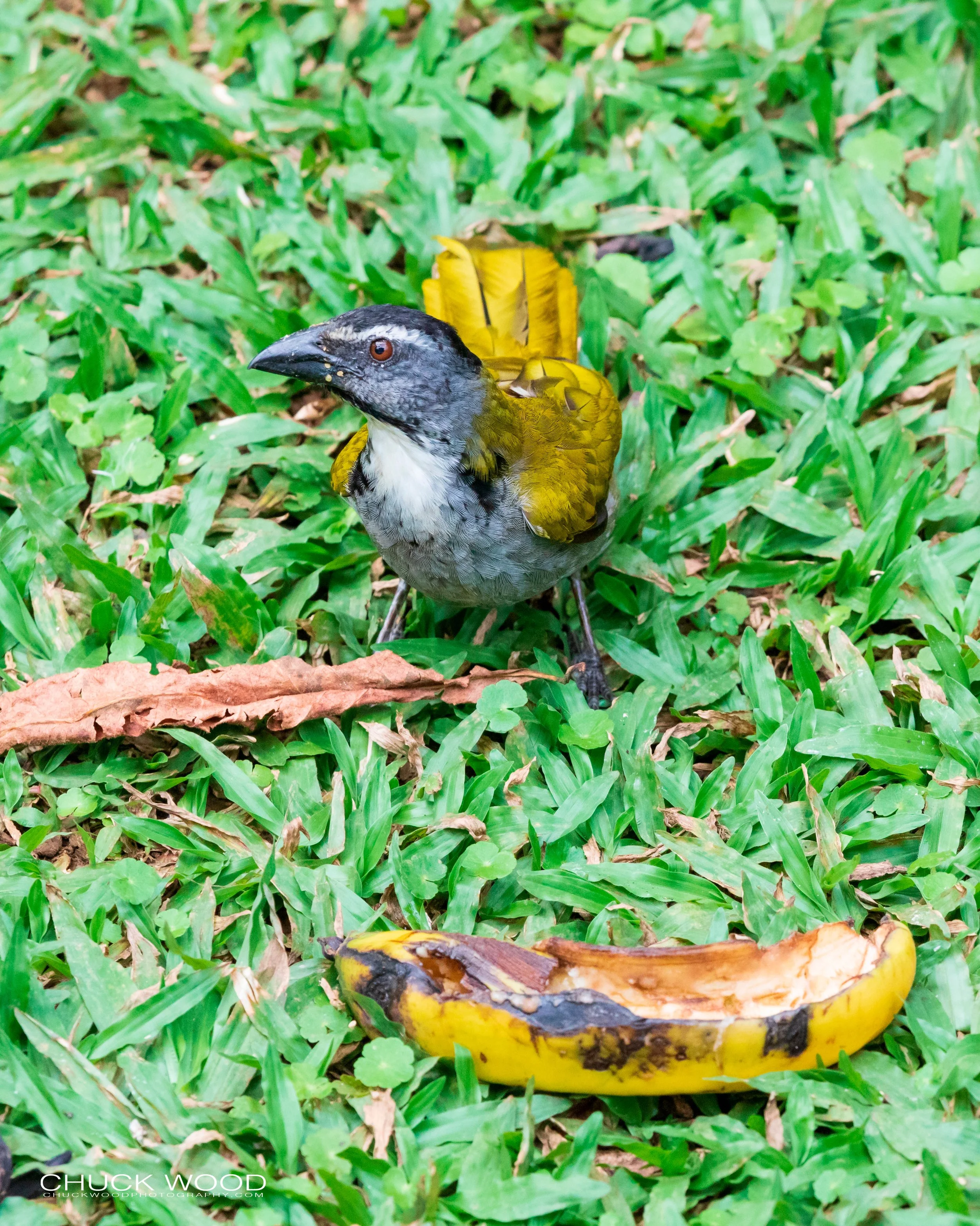  Rancho Naturalista, Costa Rica 2020 