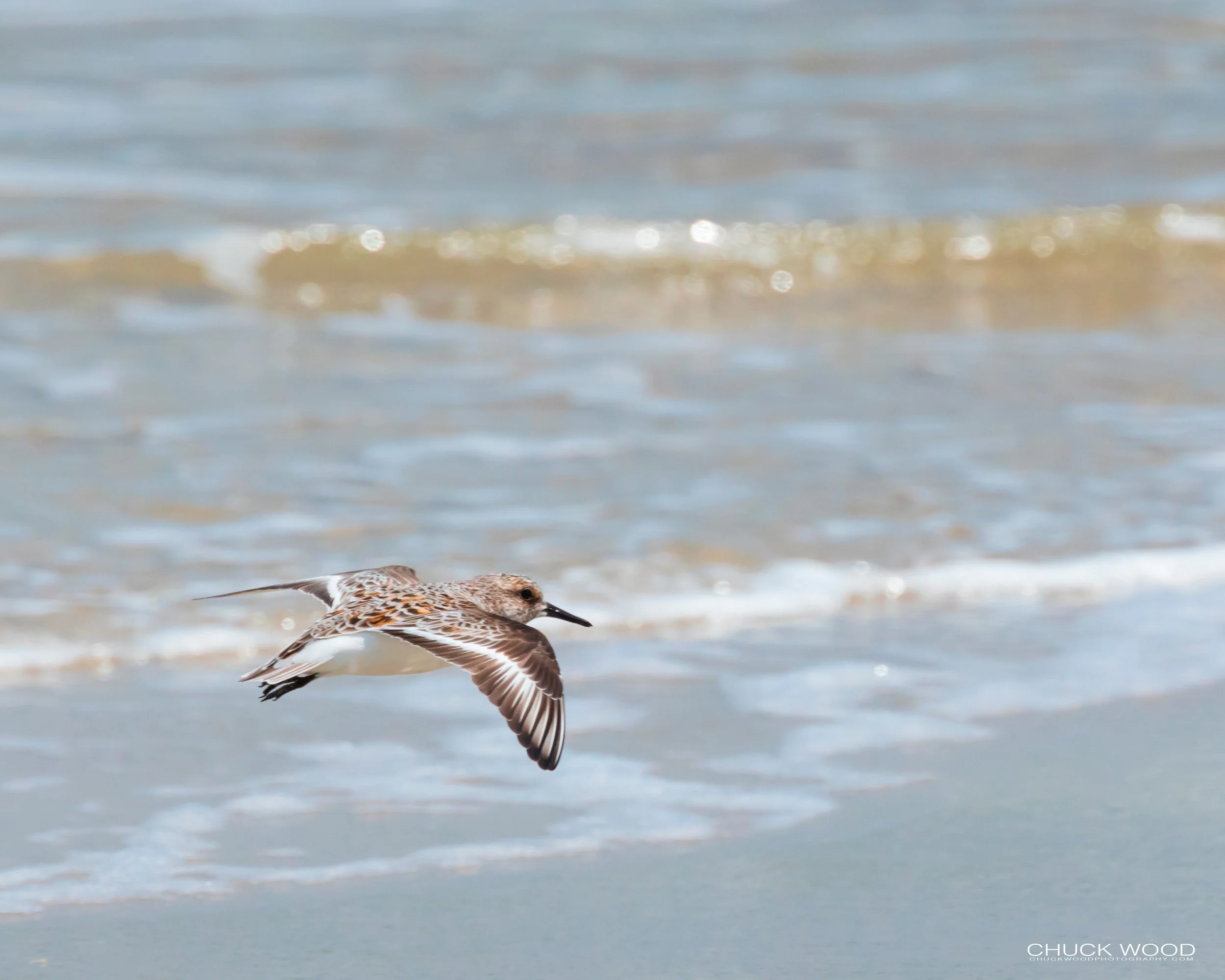  Pea Island NWR, NC 2019 