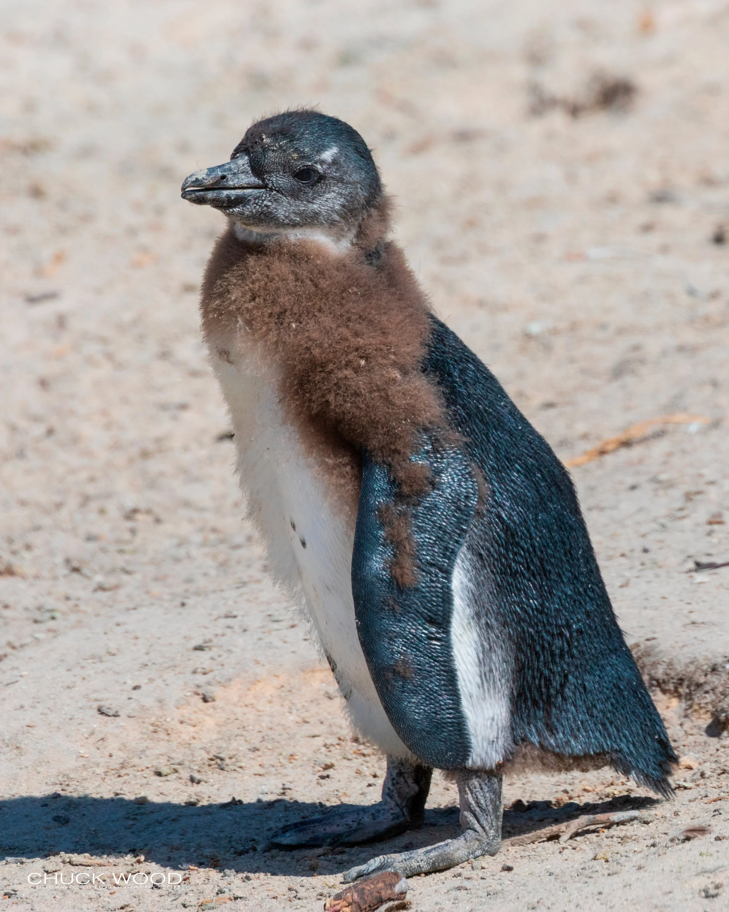  Boulders Beach, Cape Town 2019 