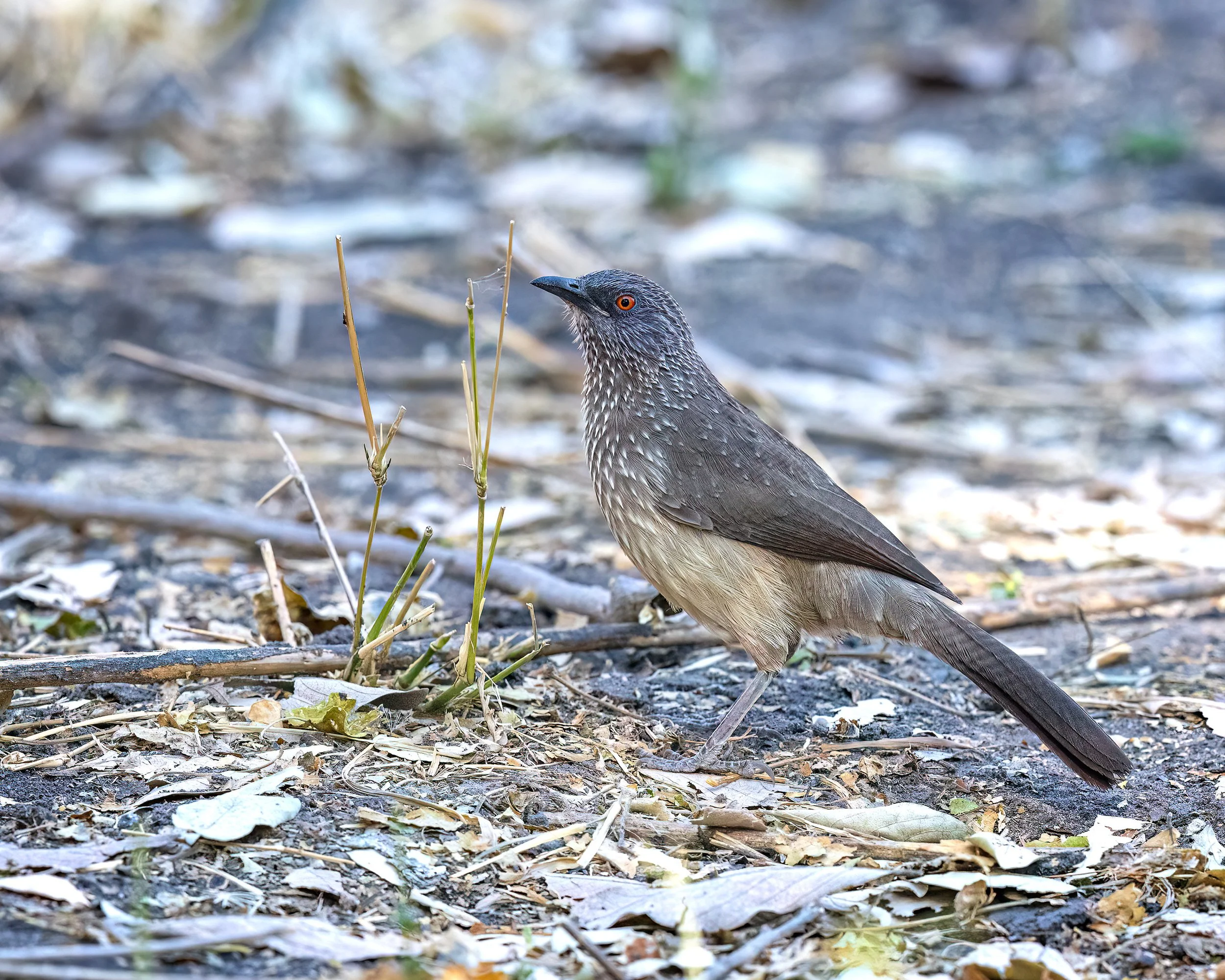  Moremi, Botswana 2023 