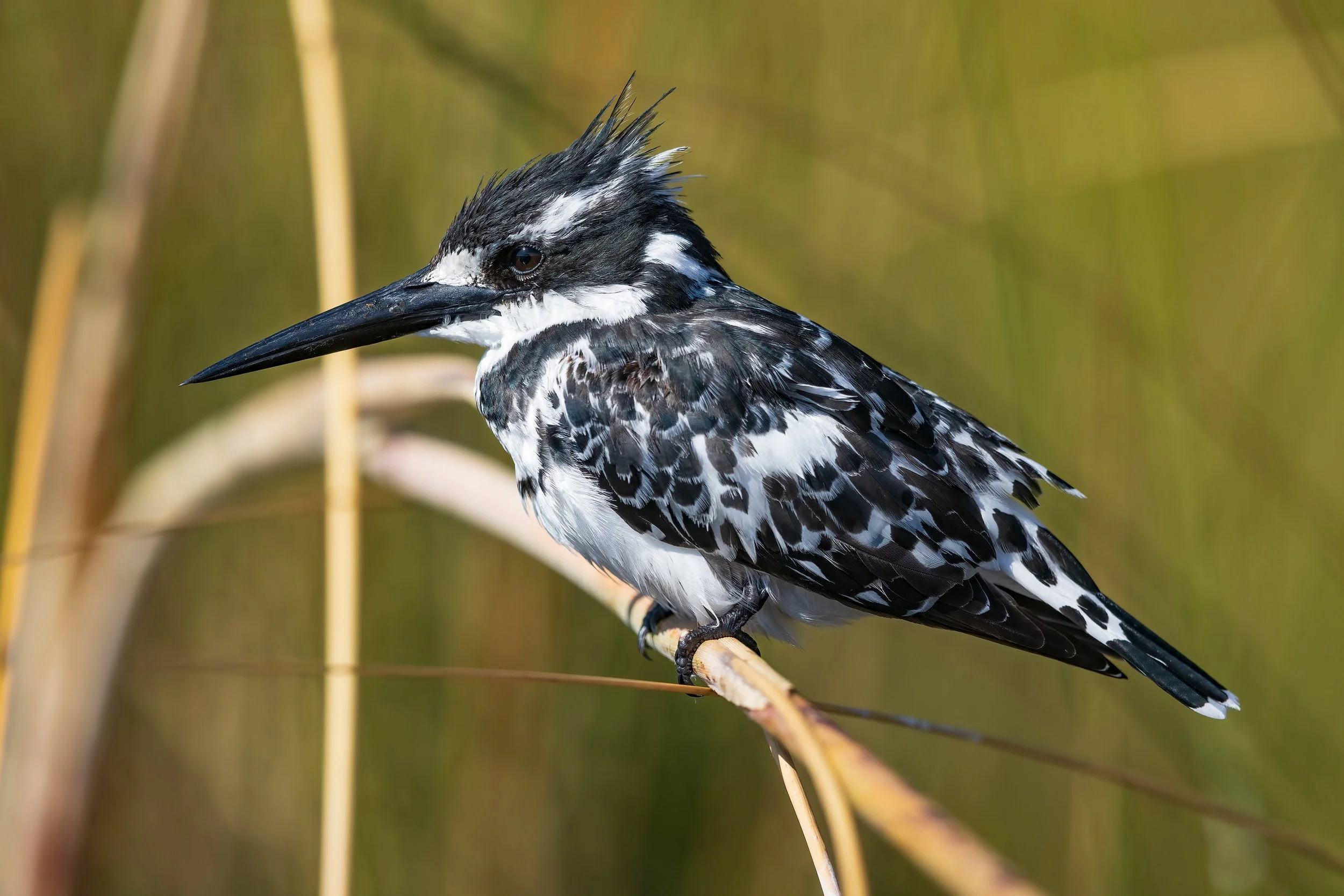  Moremi, Botswana 2023 