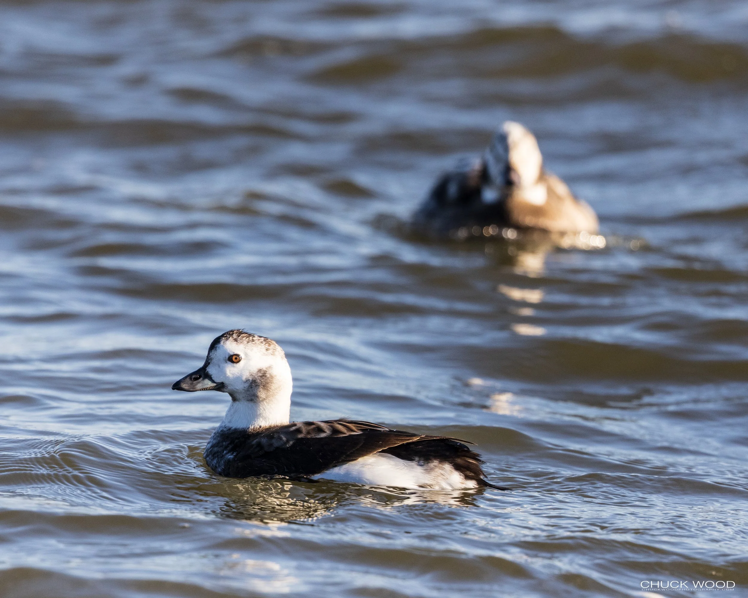  Barnegat Lighthouse, NJ 2021 