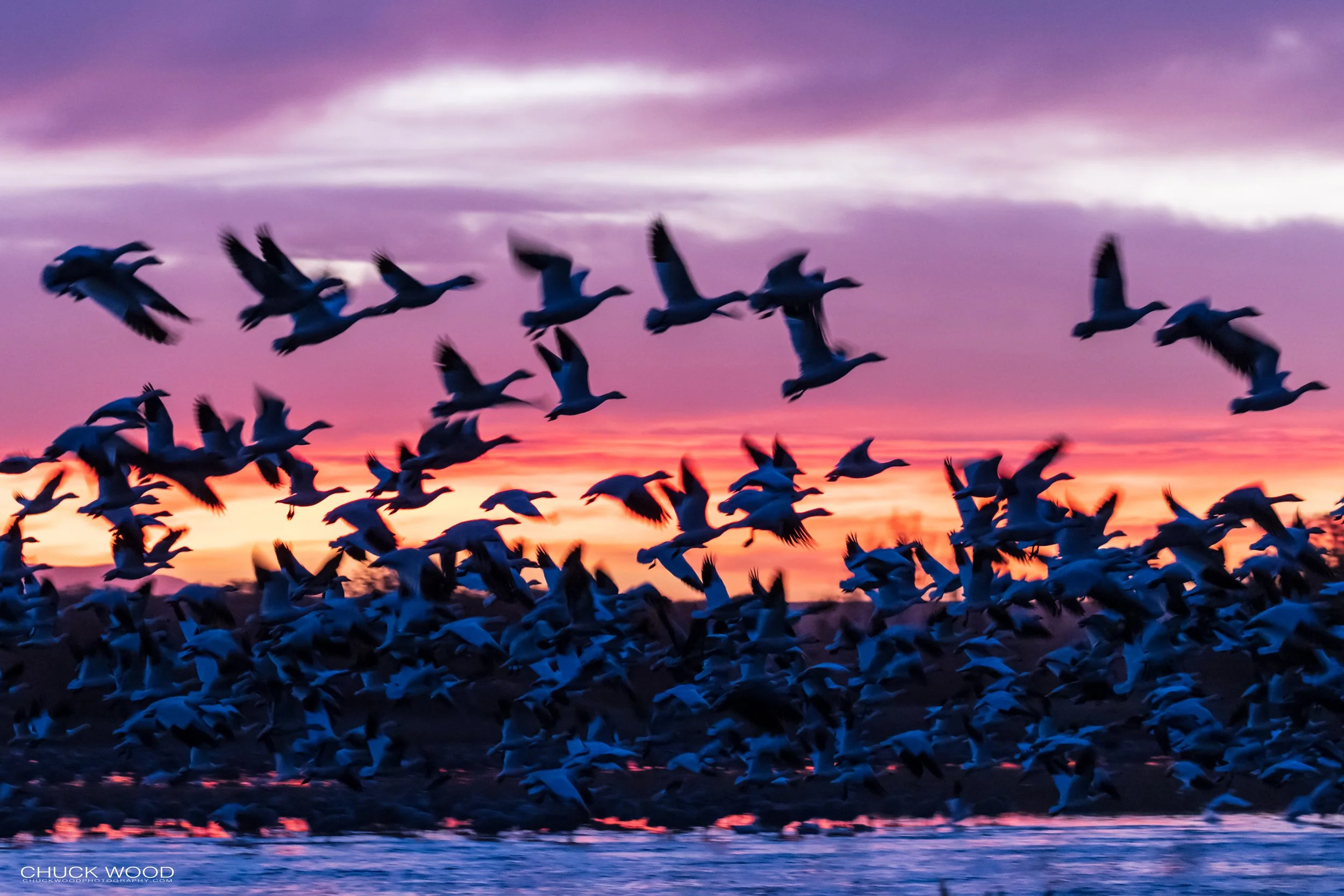  Bosque del Apache, NM 2021 