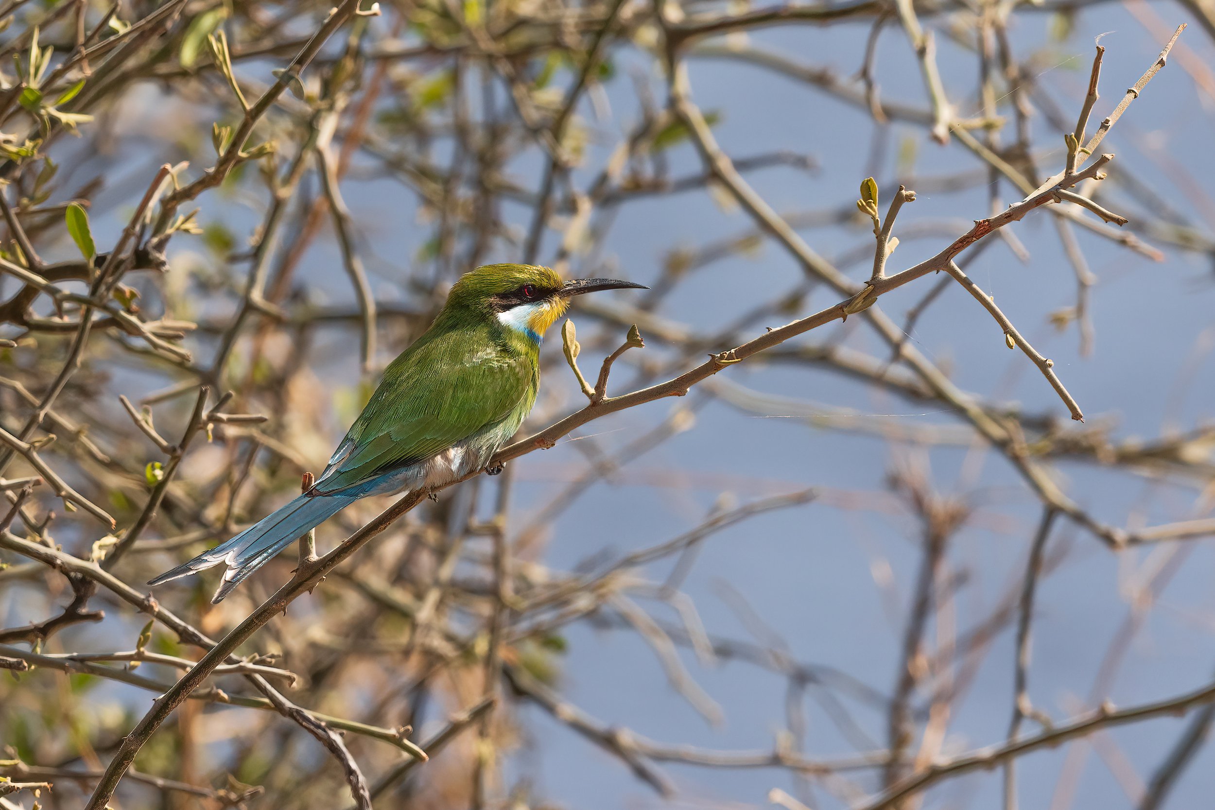  Savuti, Botswana 2023 