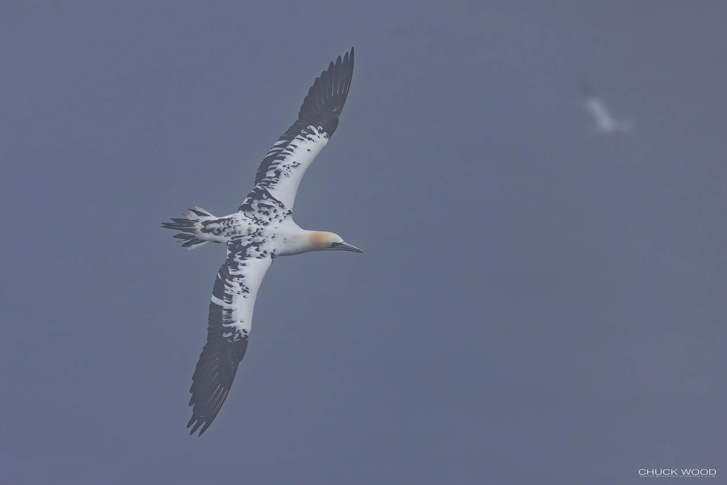  Cape St. Marys, NL 2022 