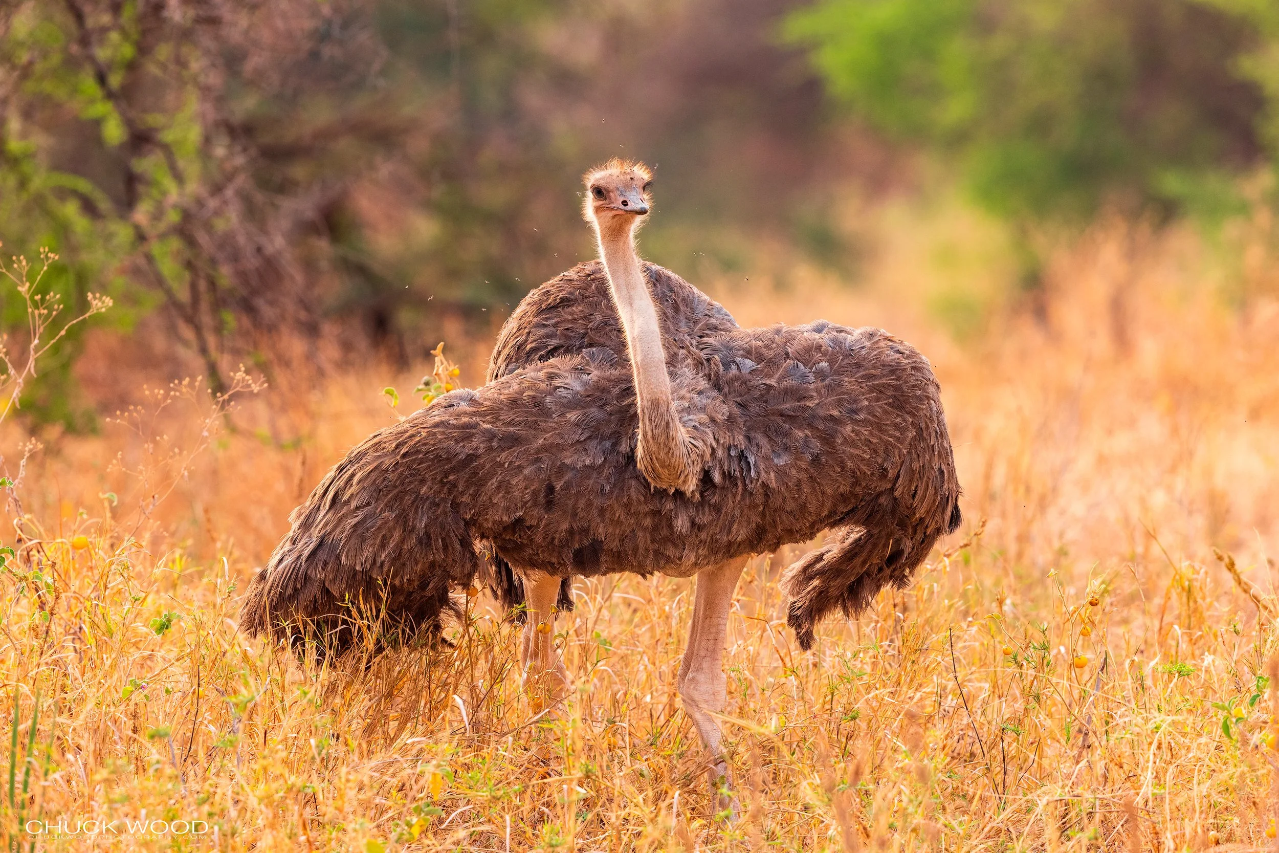  Tarangire, Tanzania 2021 