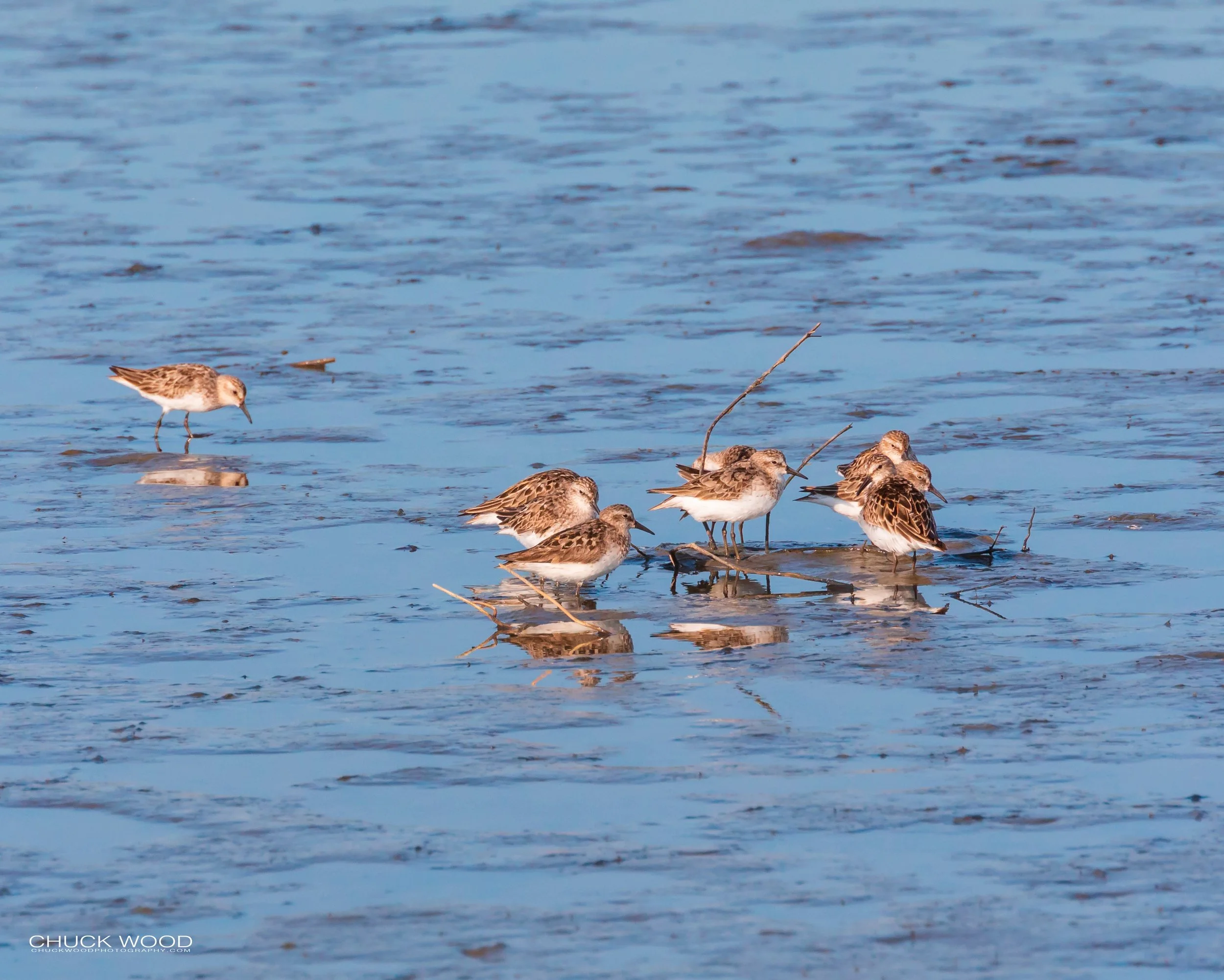 Forsythe NWR, NJ 2019 