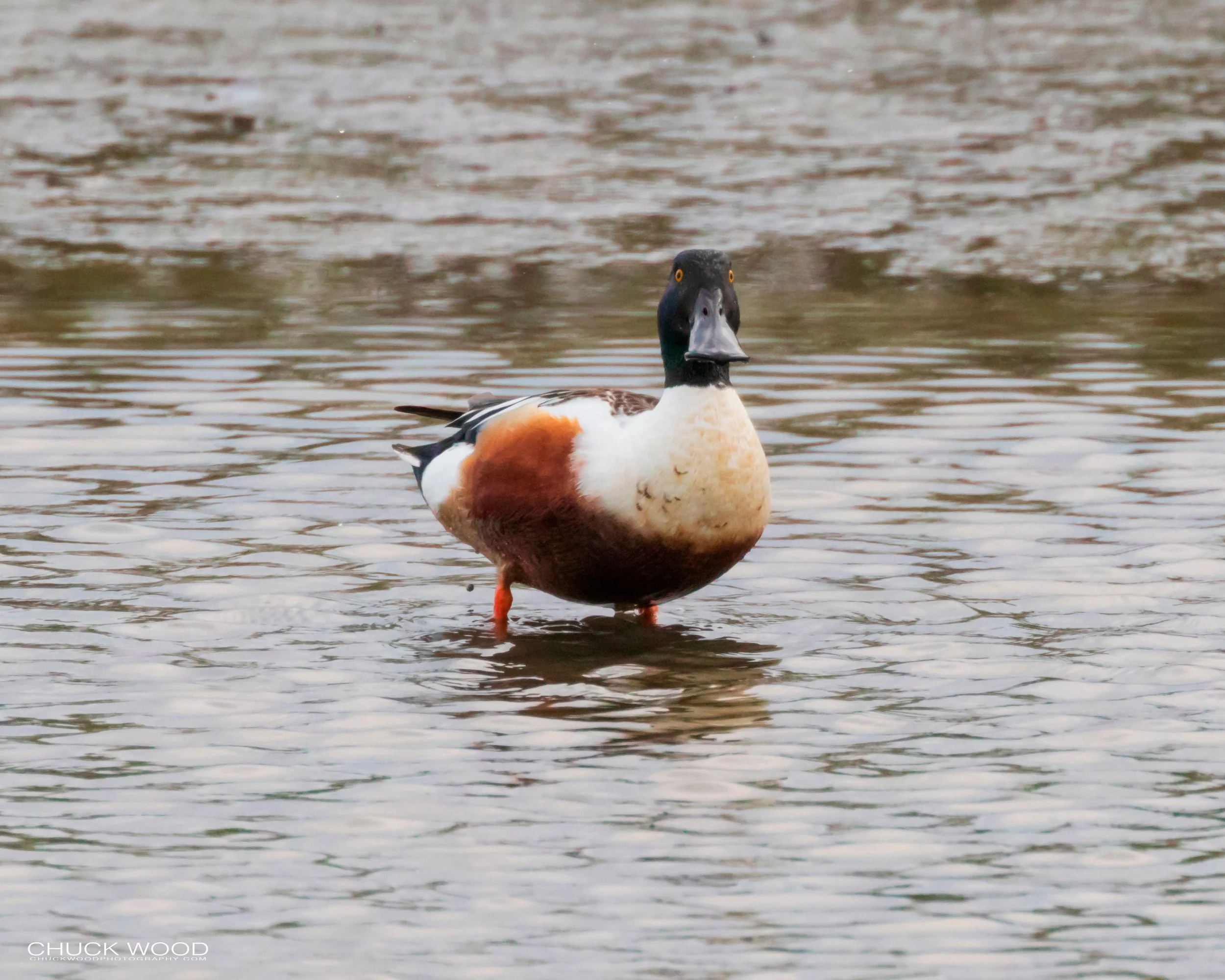  Forsythe NWR, NJ 2019 