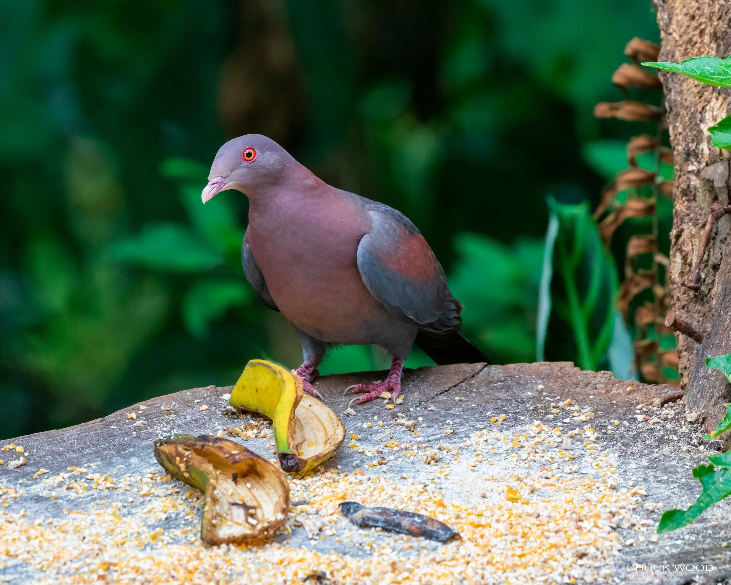  Rancho Naturalista, Costa Rica 2020 
