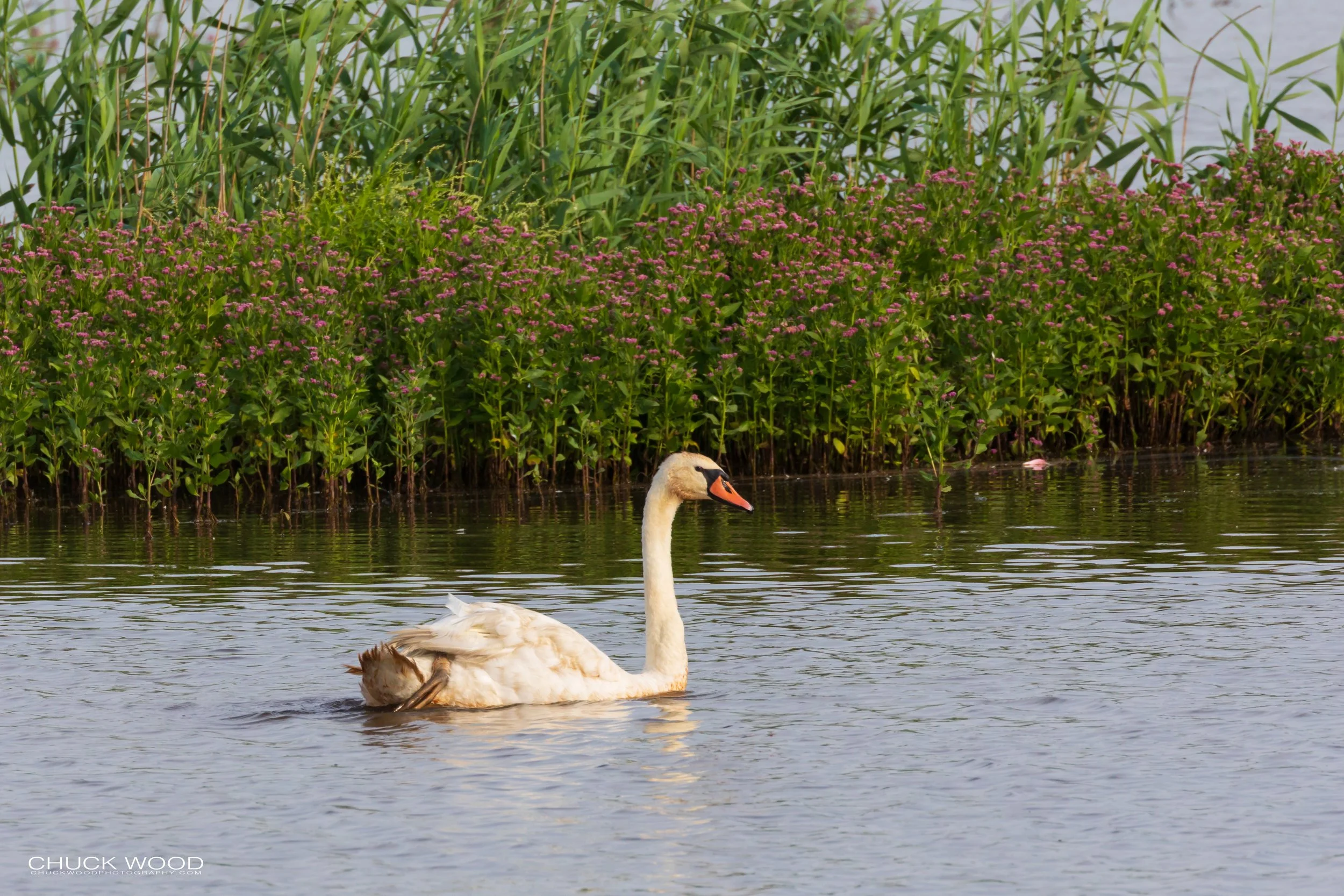  Forsythe NWR, NJ 2019 