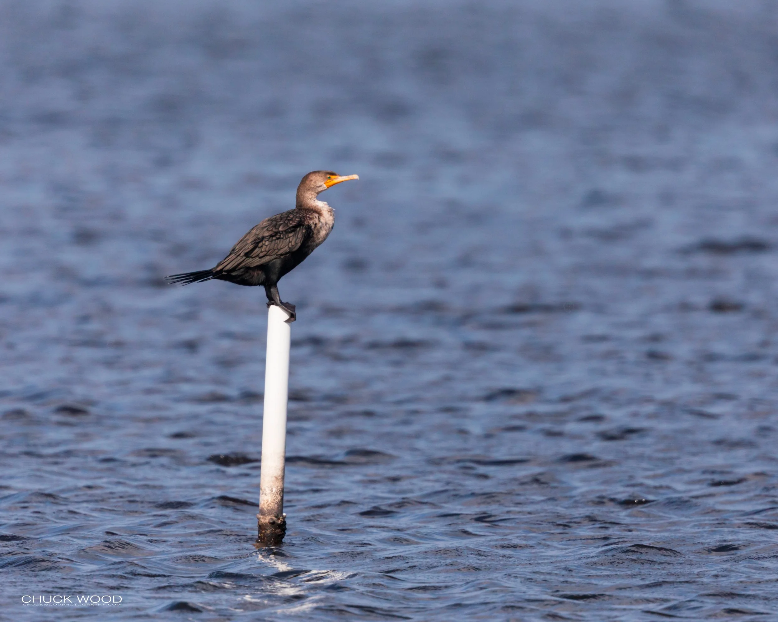  Merritt Island, FL 2020 