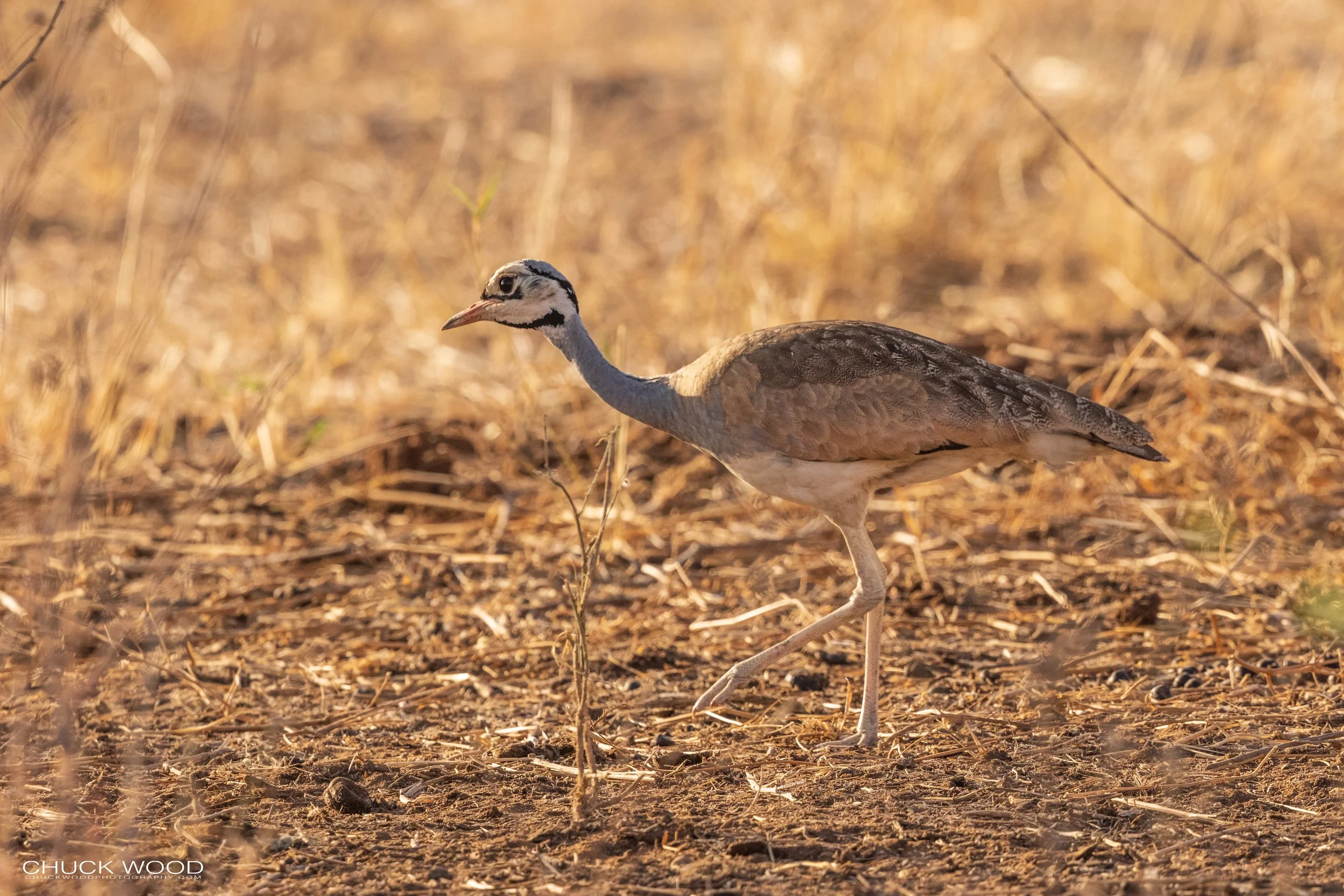  Tarangire, Tanzania 2021 
