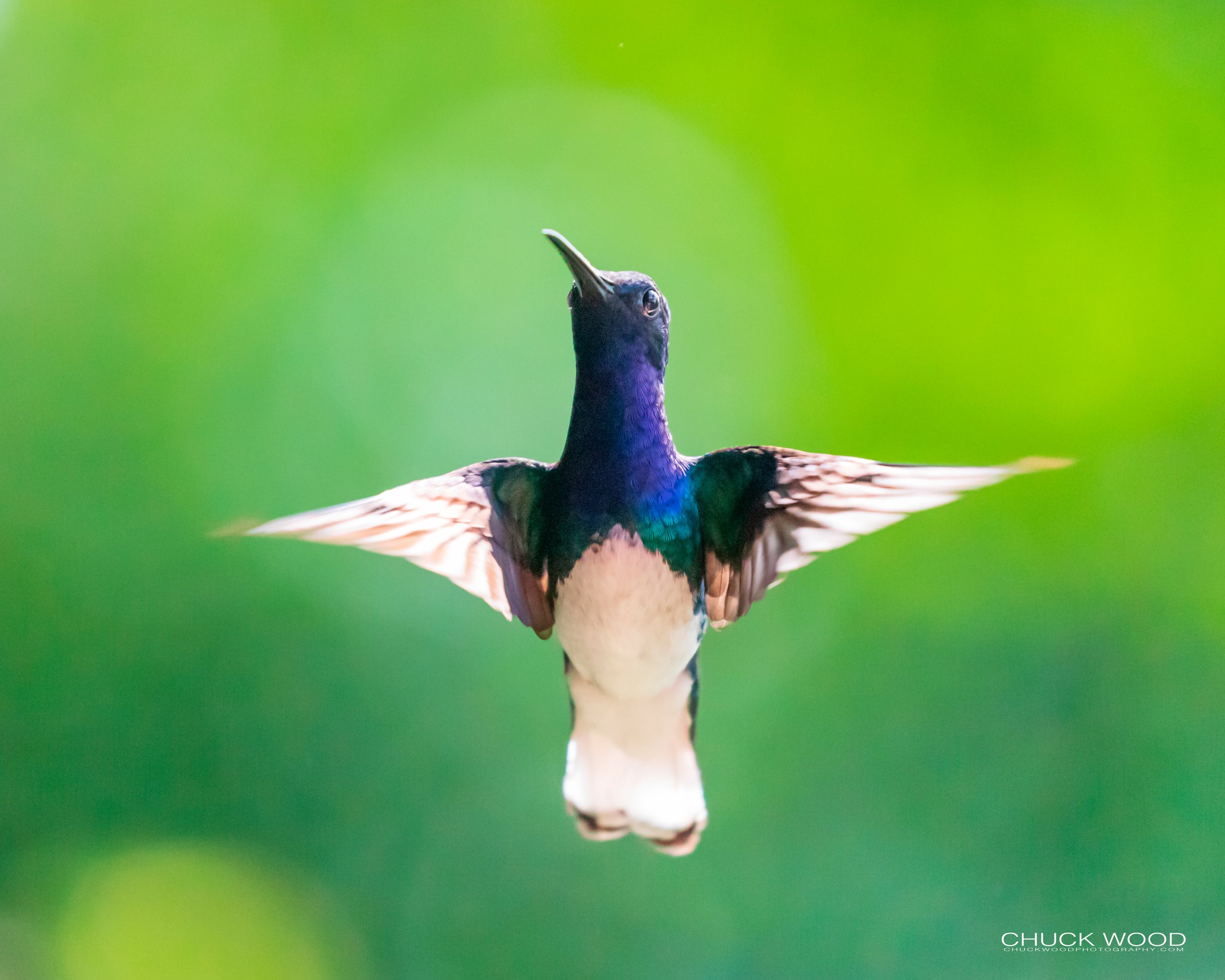  Rancho Naturalista, Costa Rica 2020 