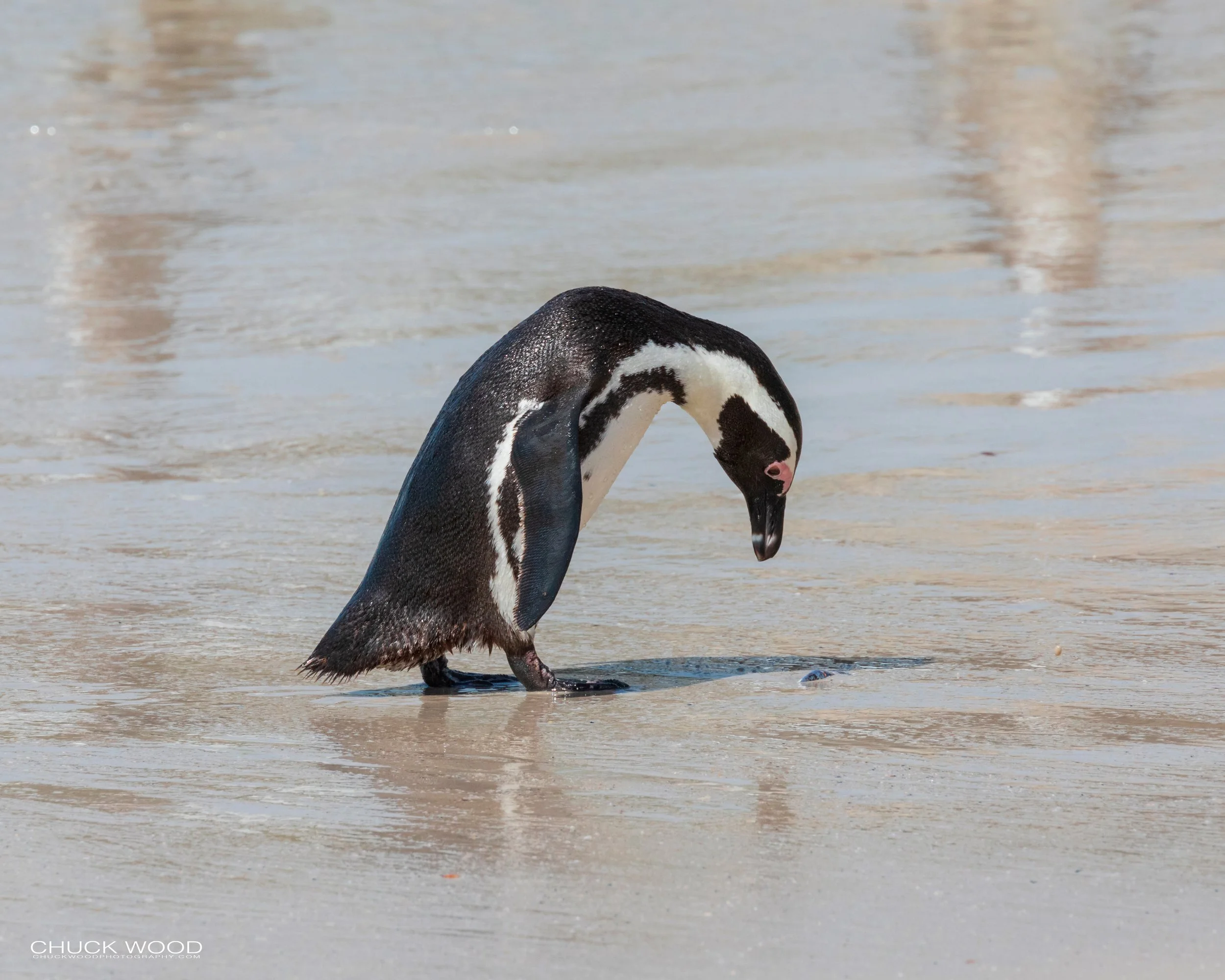  Boulders Beach, Cape Town 2019 