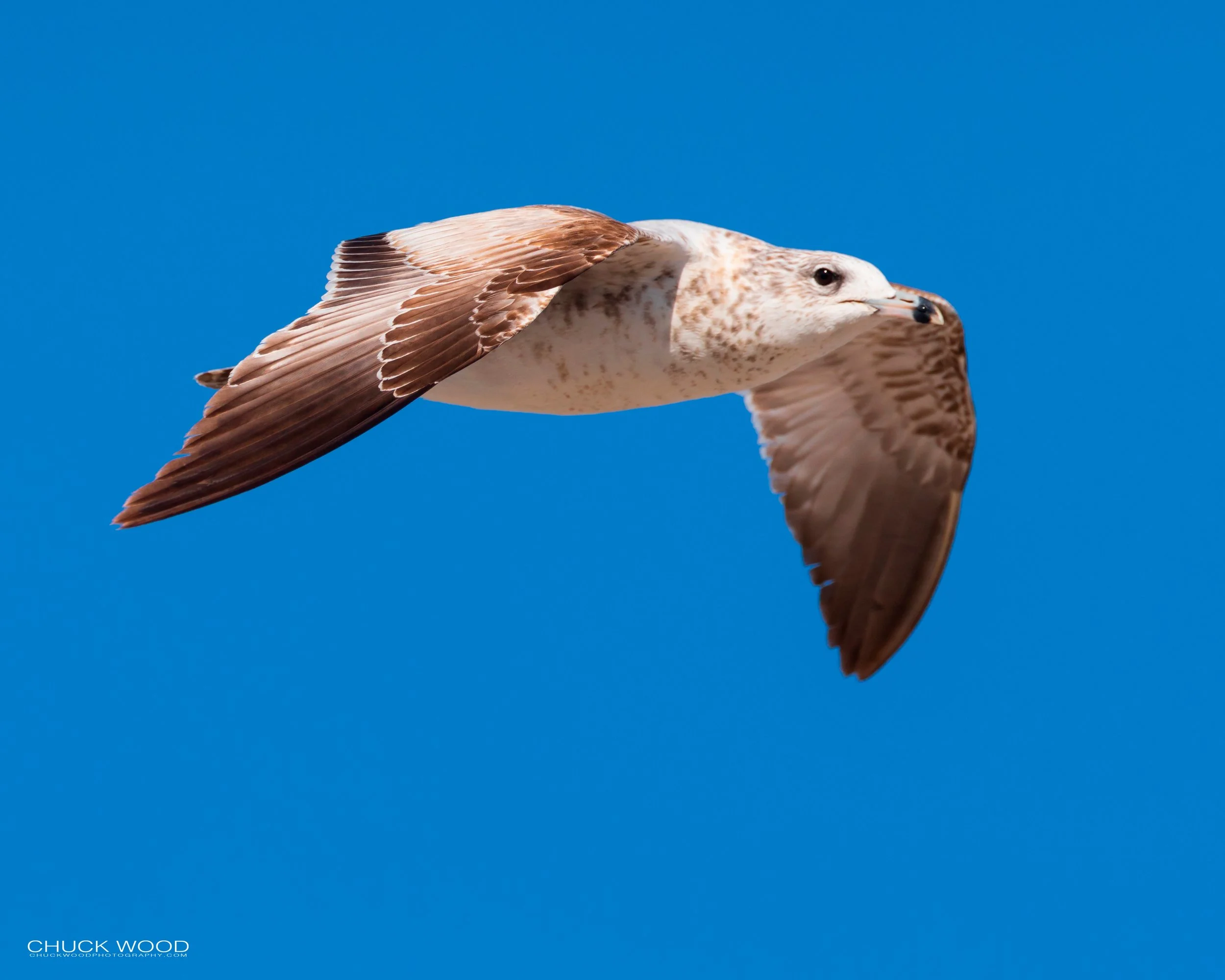  Sebastian Inlet, FL 2019 