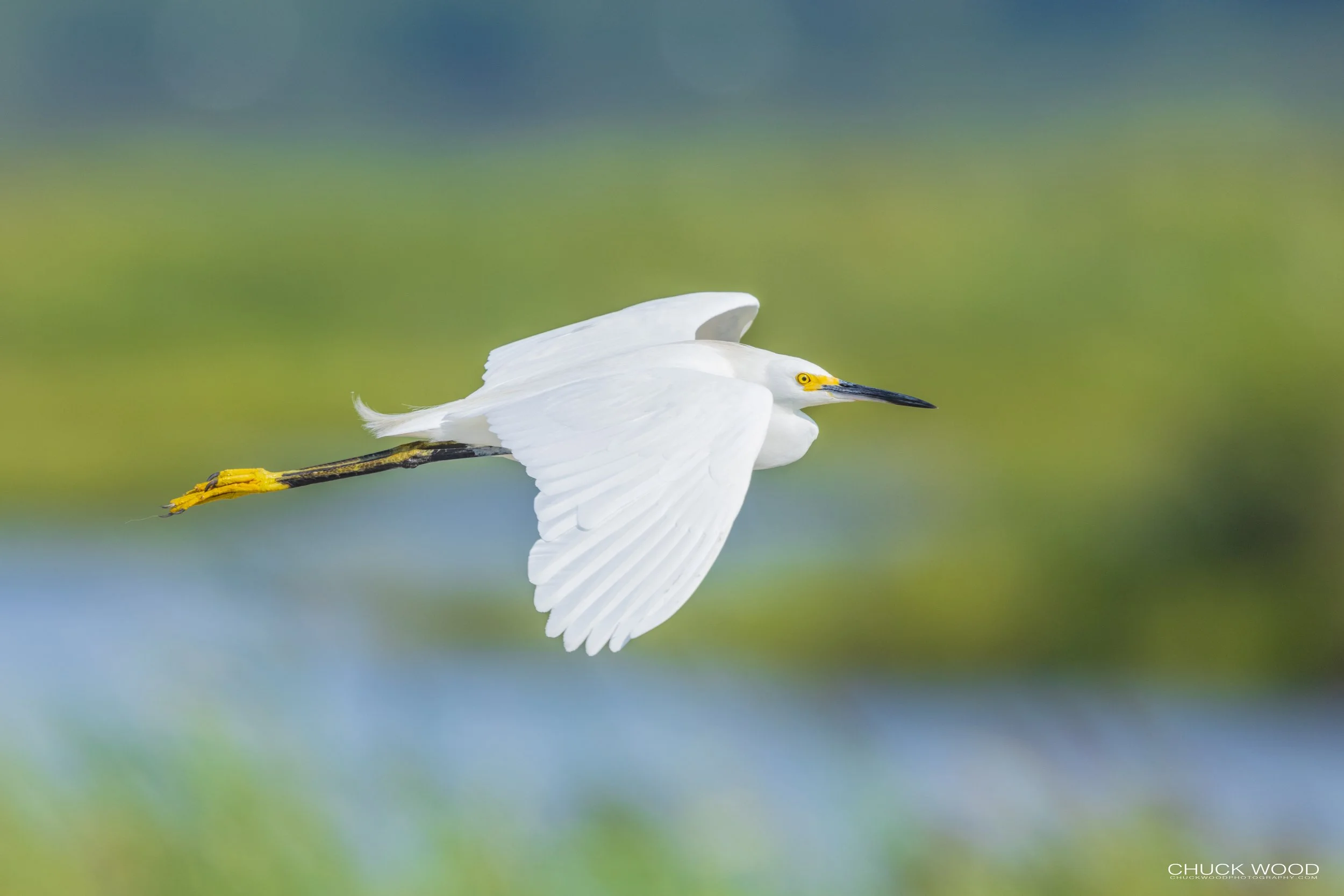  Forsythe NWR, NJ 2021 