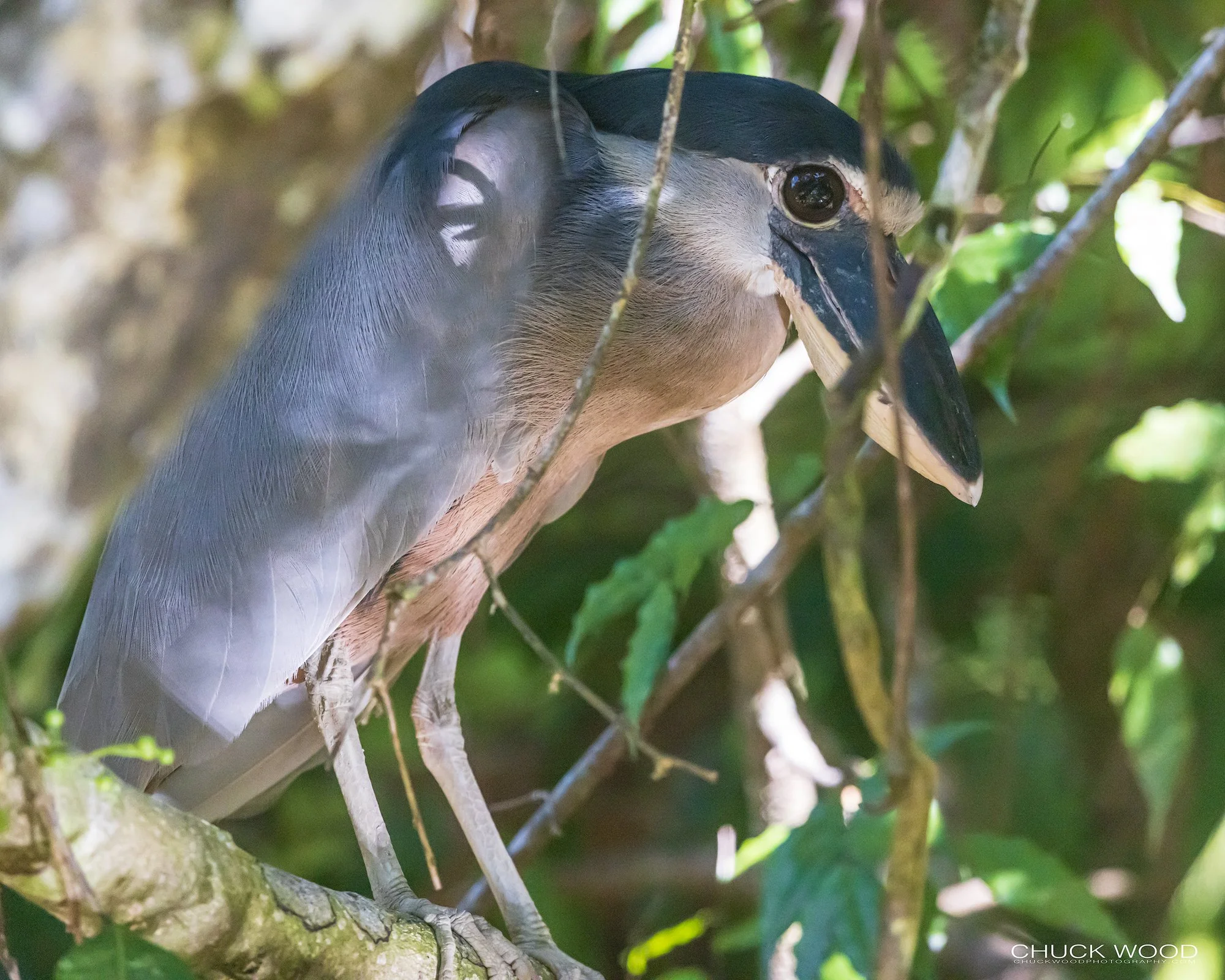  Osa Peninsula, Costa Rica 2022 