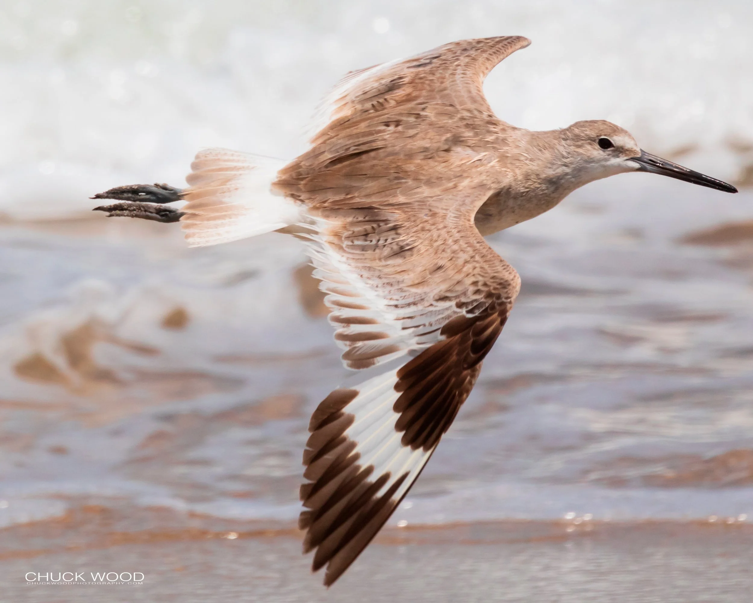   Pea Island NWR, NC 2019 
