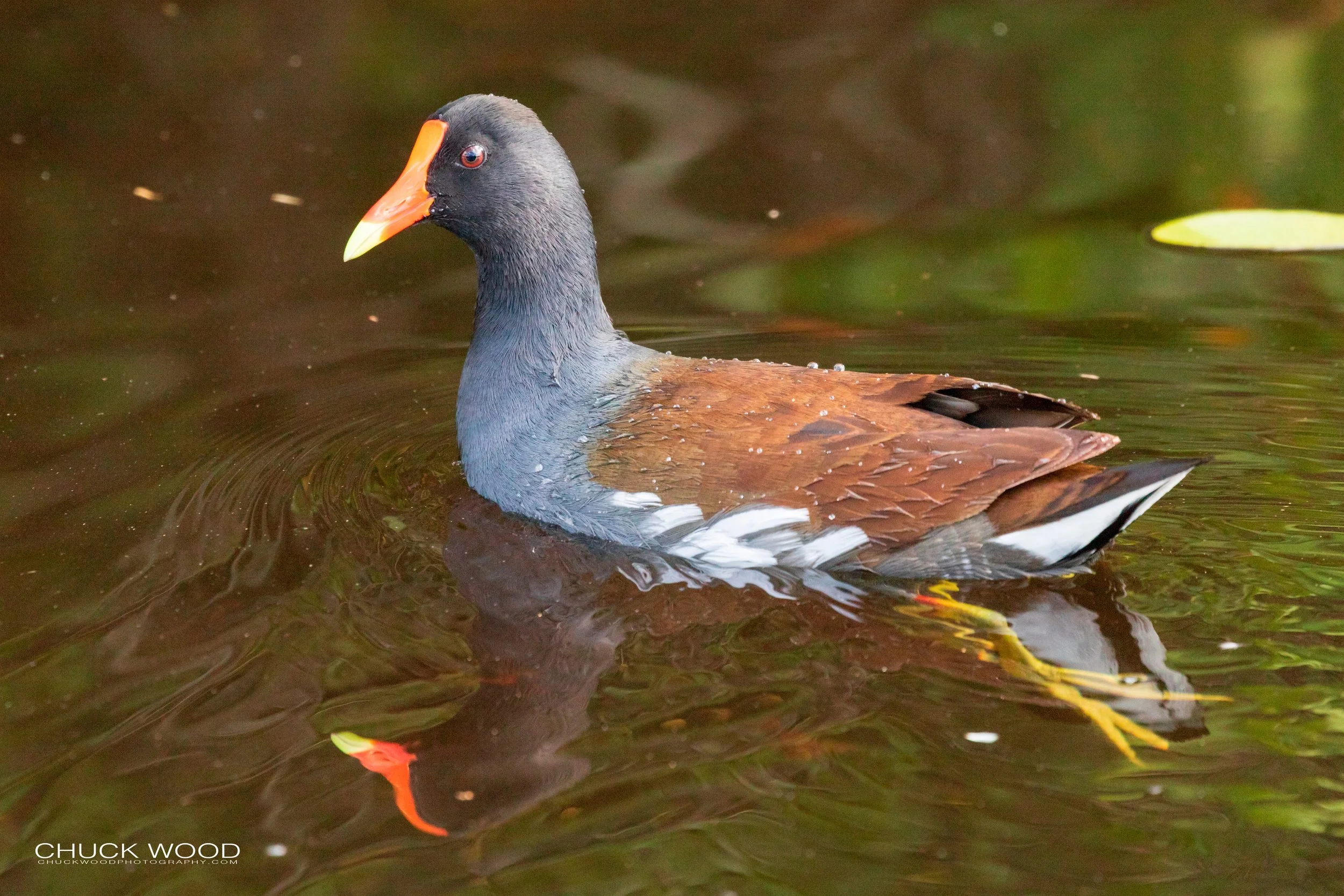  Merritt Island, FL 2020 