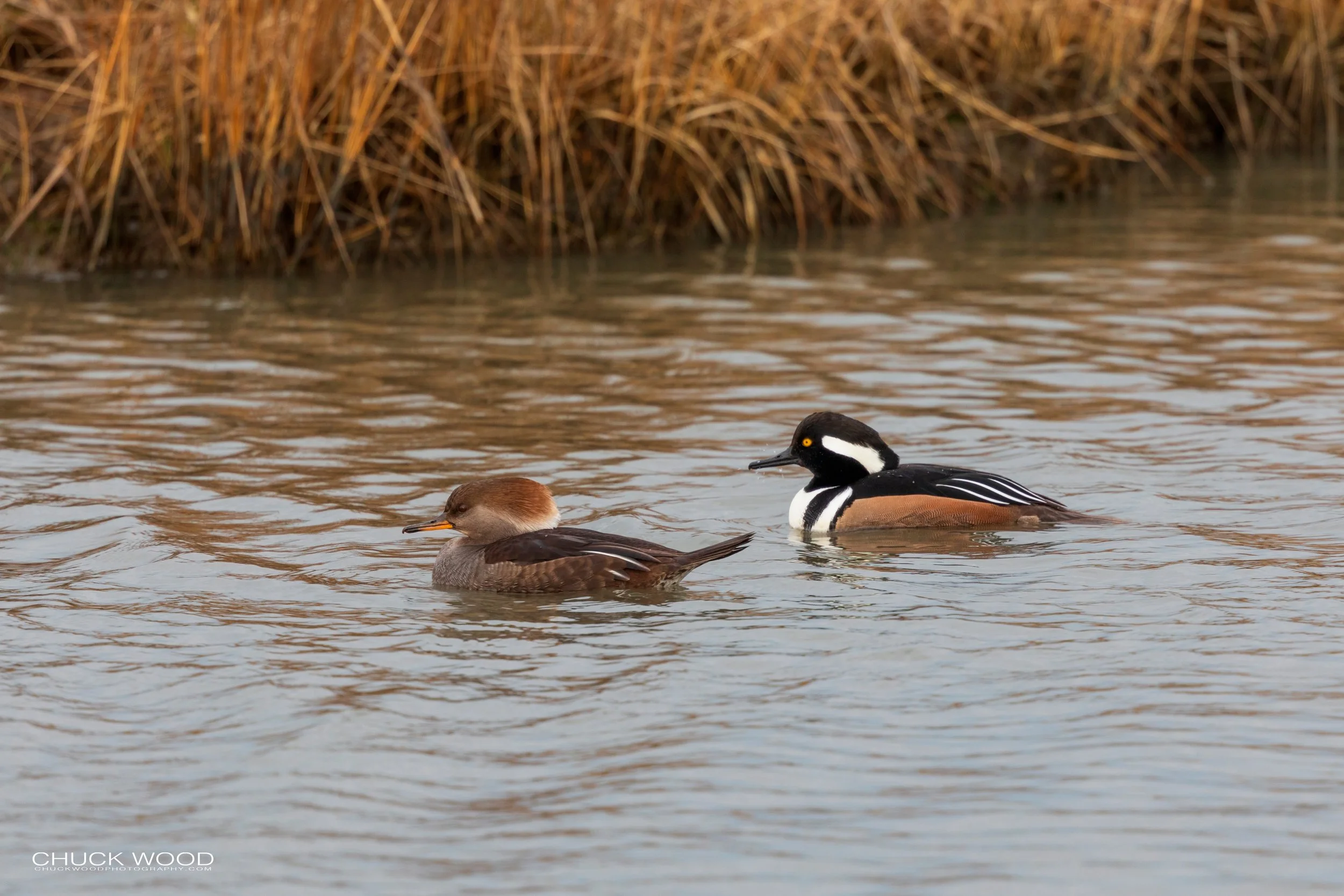  Forsythe NWR, NJ 2019 