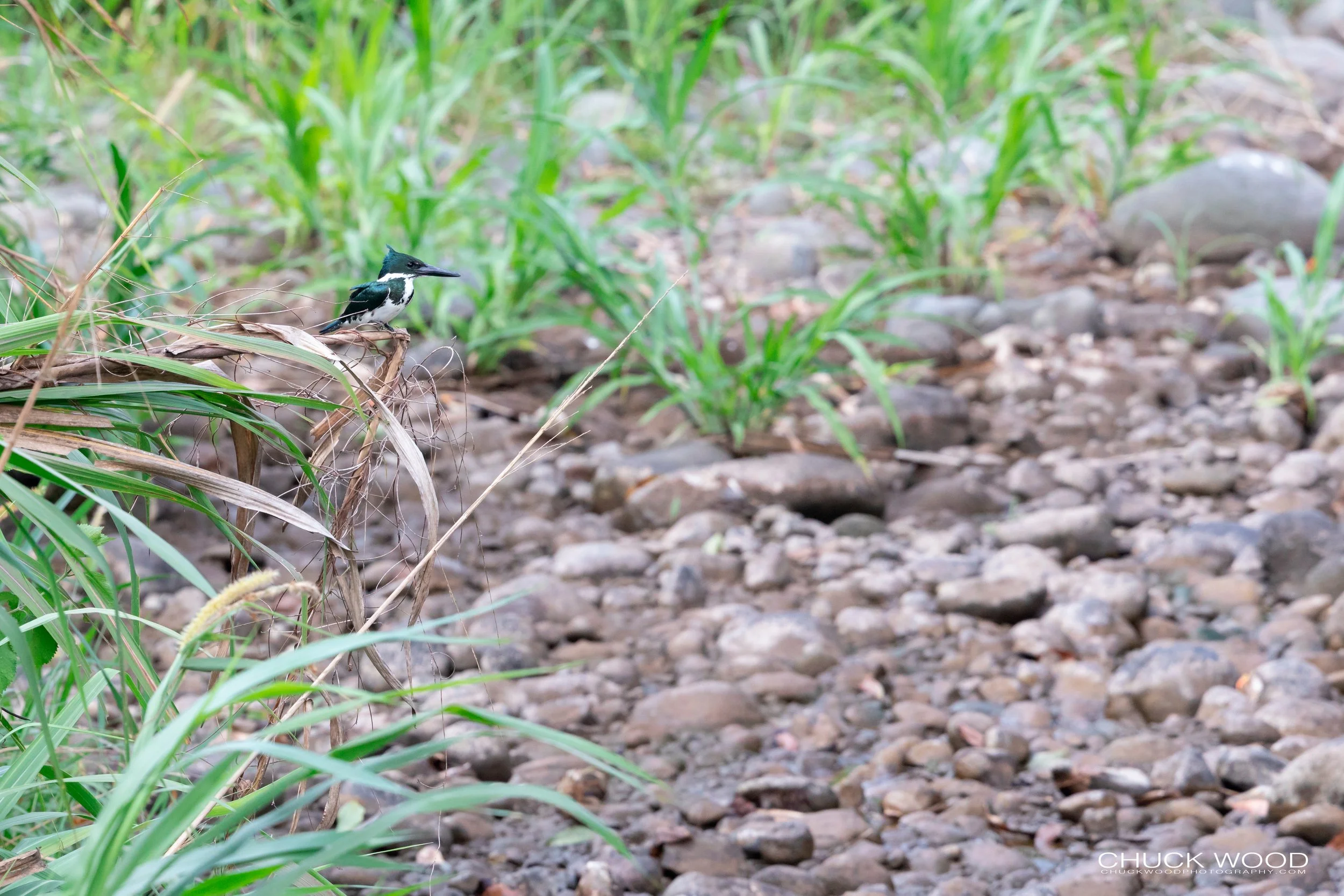  Tuis River Valley, Costa Rica 2020 