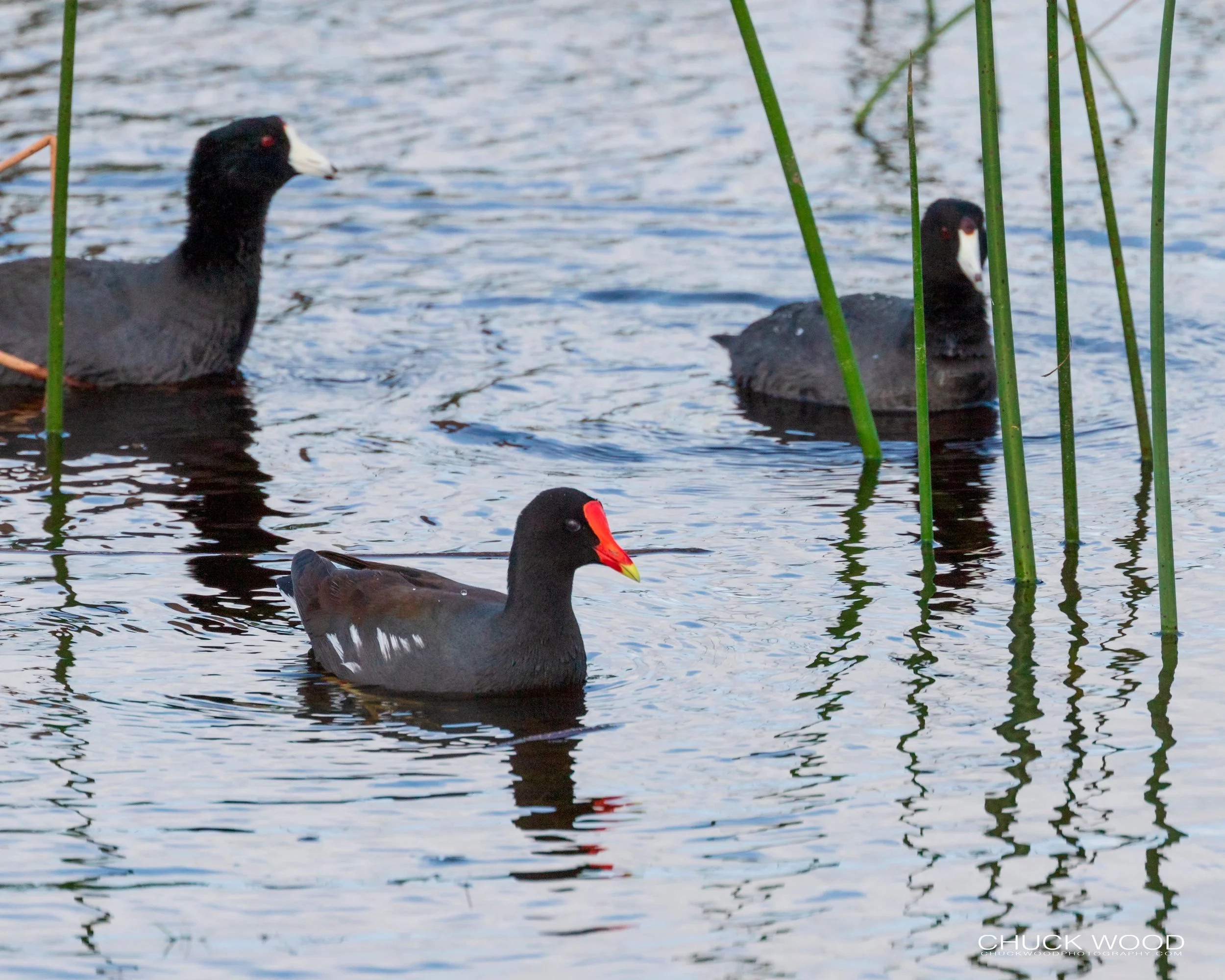  Viera Wetlands, FL 2020 