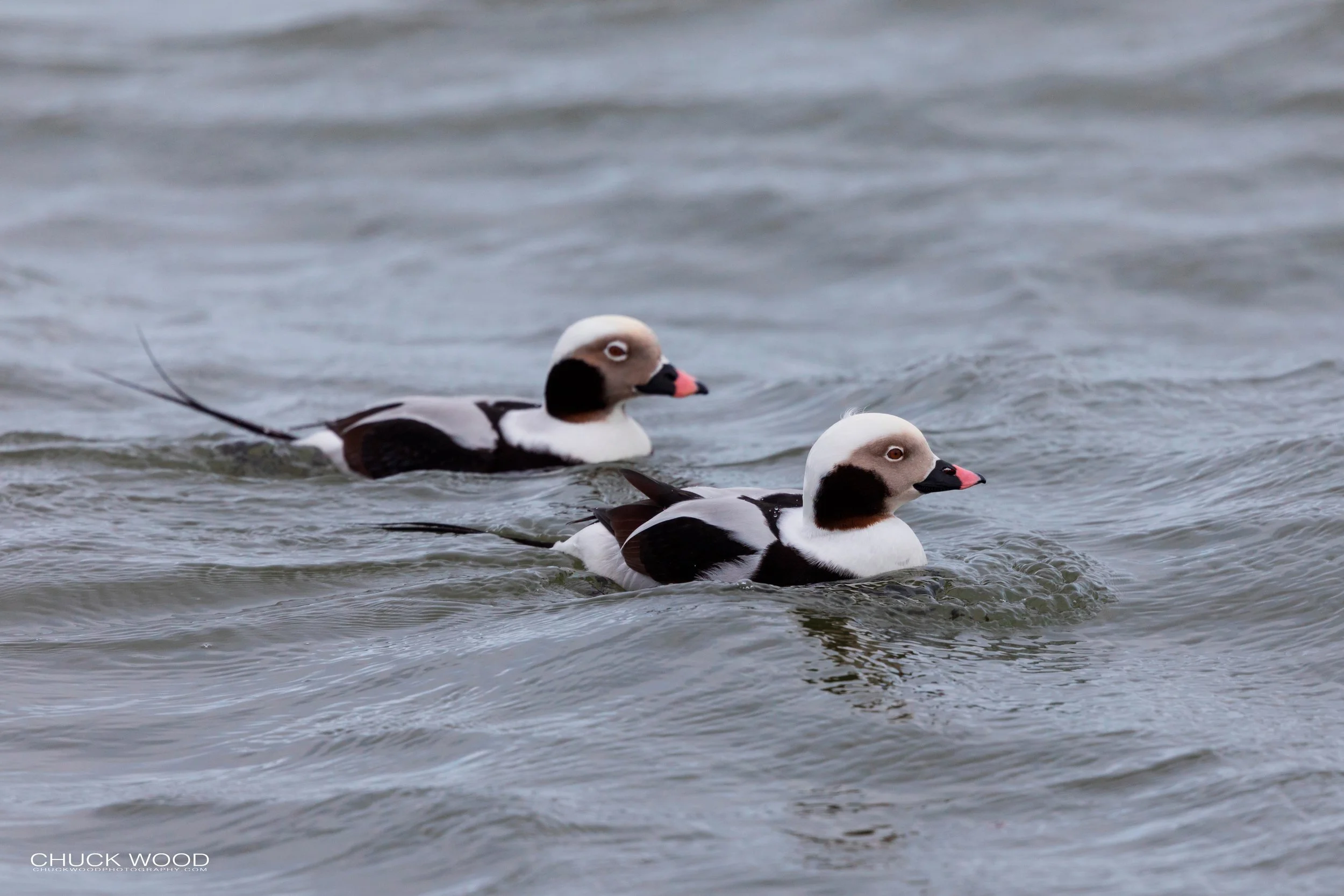  Barnegat Lighthouse, NJ 2020 