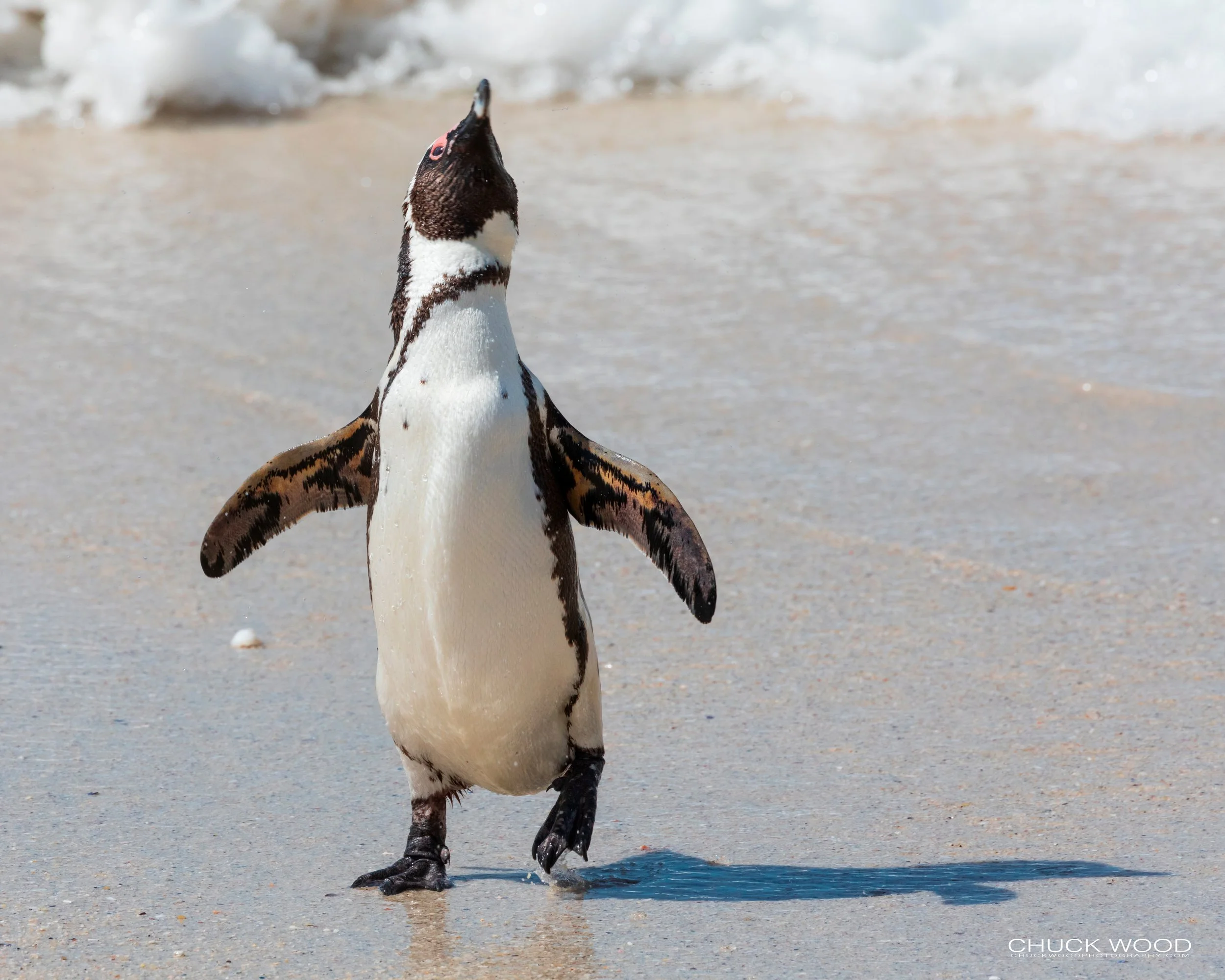  Boulders Beach, Cape Town 2019 