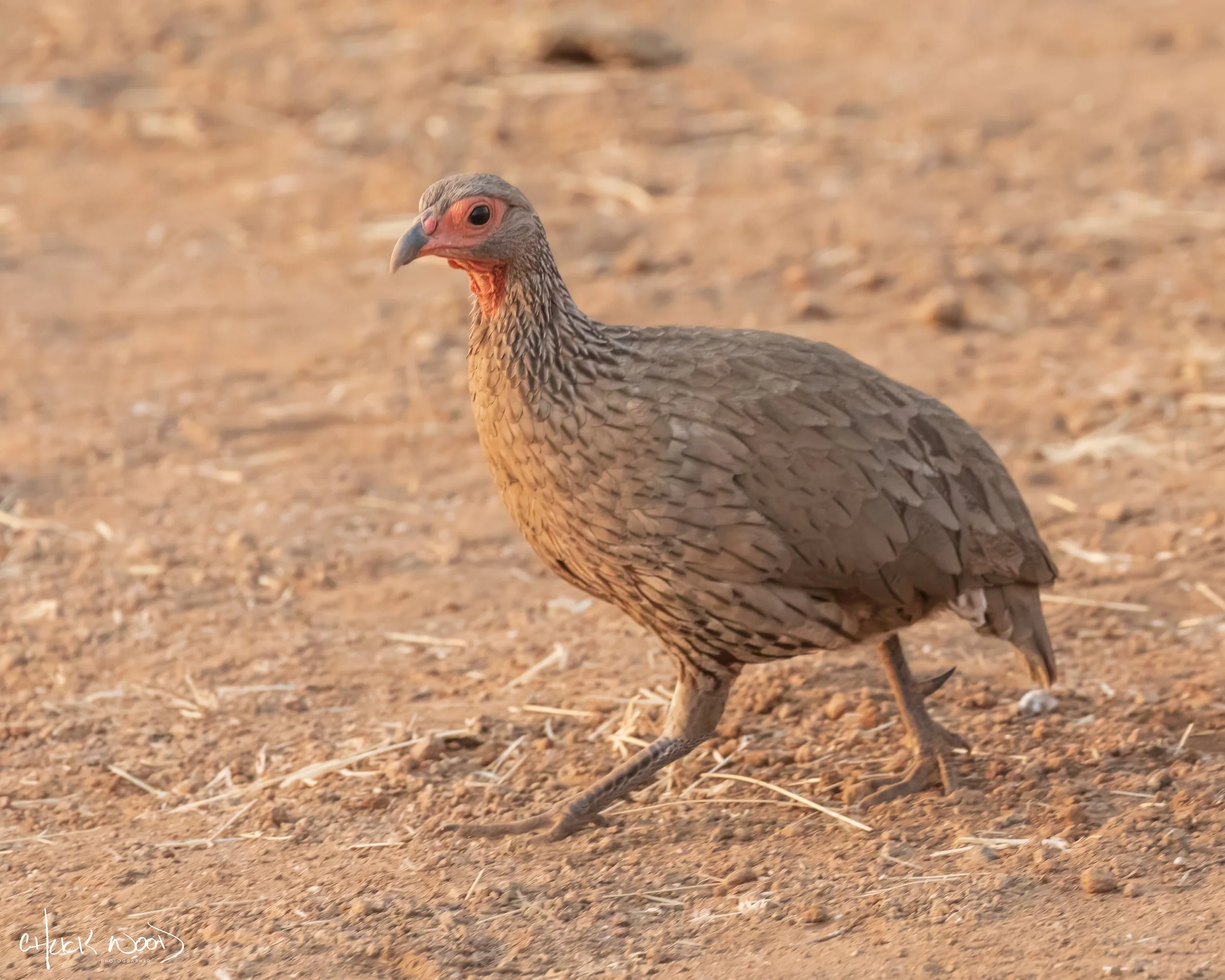  Hwange, Zimbabwe 2019 