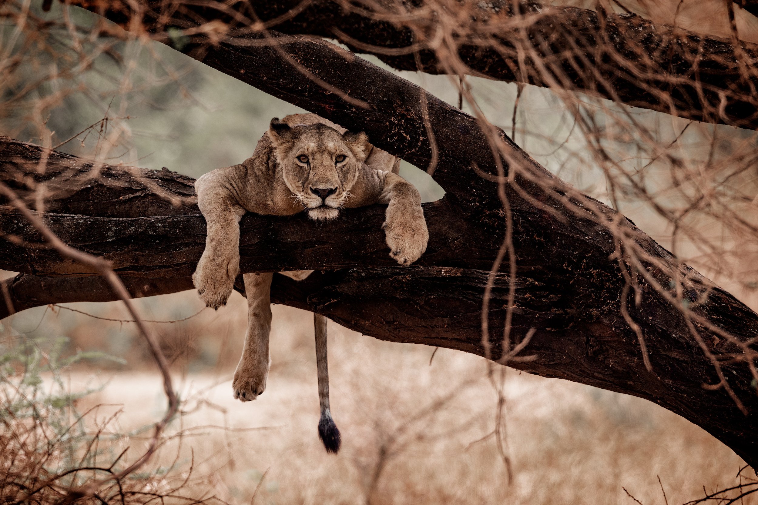 Lion-Lake-Manyara-2021-8x12-WB.jpg