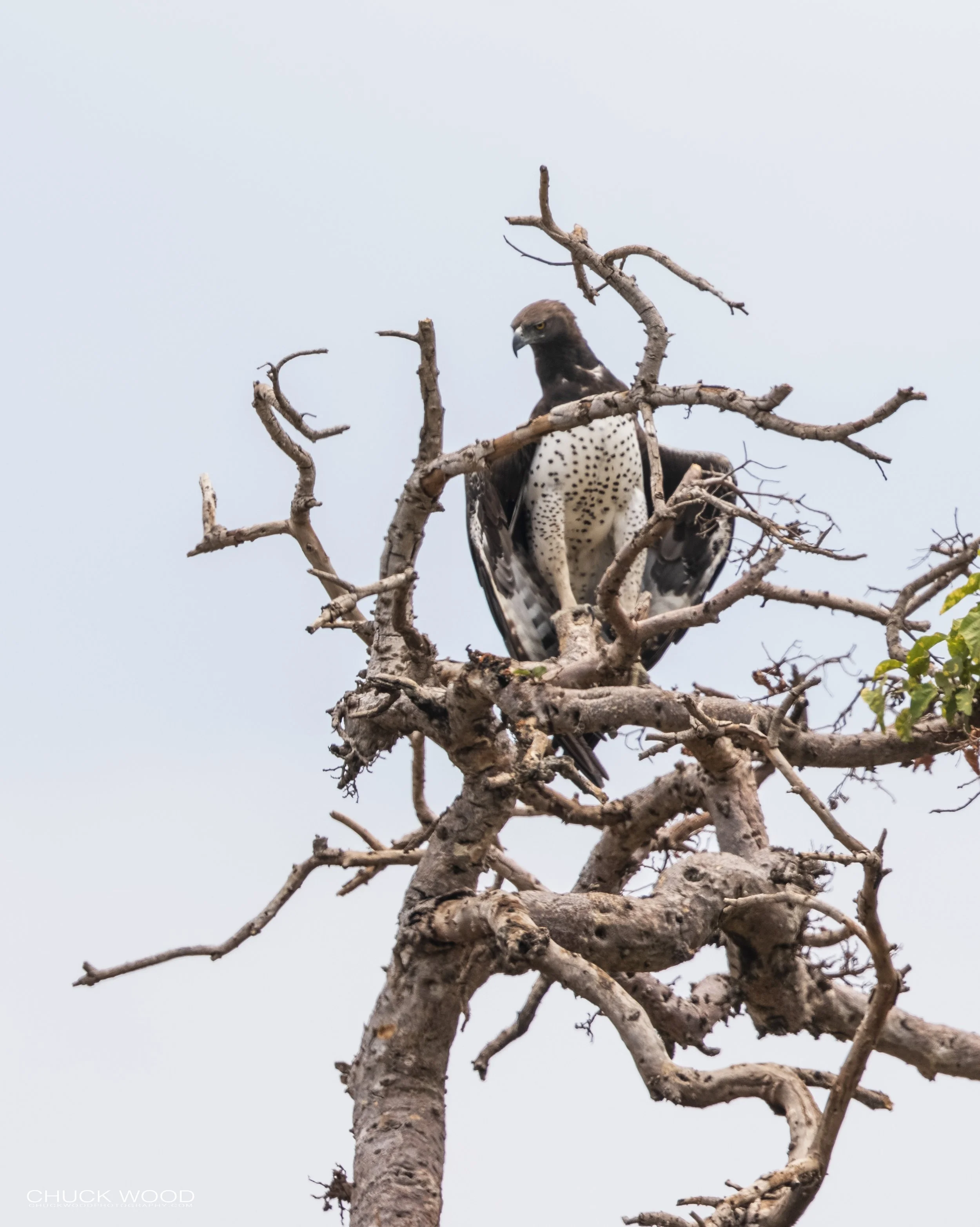  Lake Manyara, Tanzania 2021 