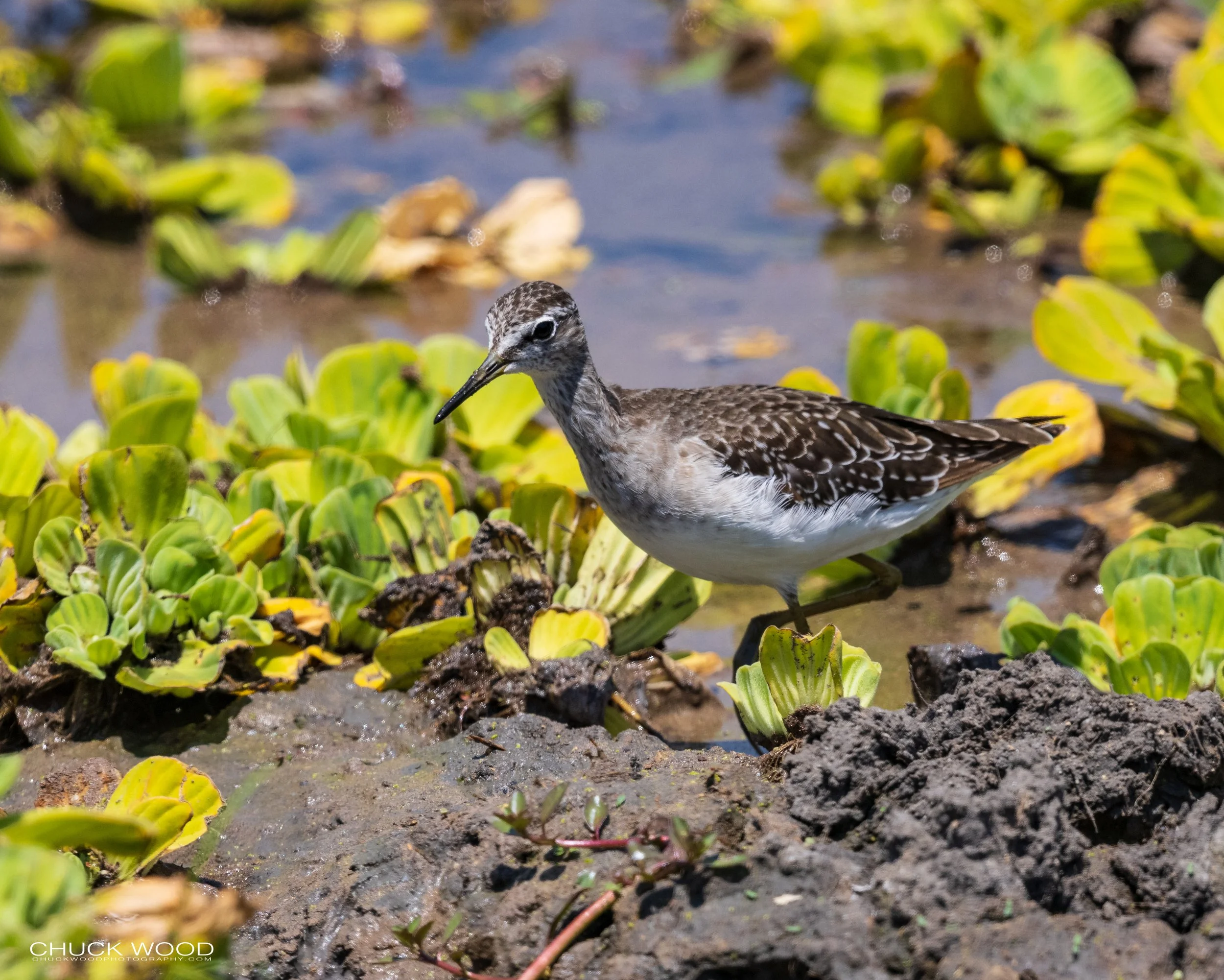  Tarangire, Tanzania 2021 