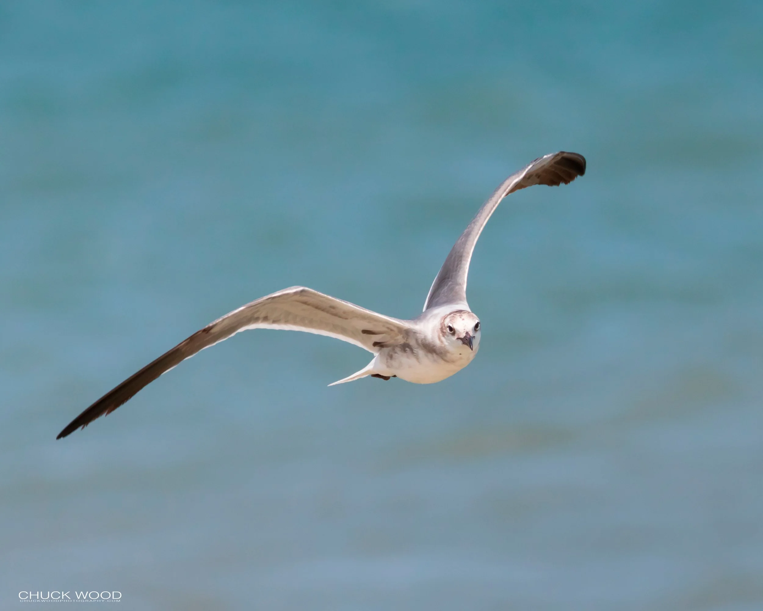  Pea Island, NC 2019 