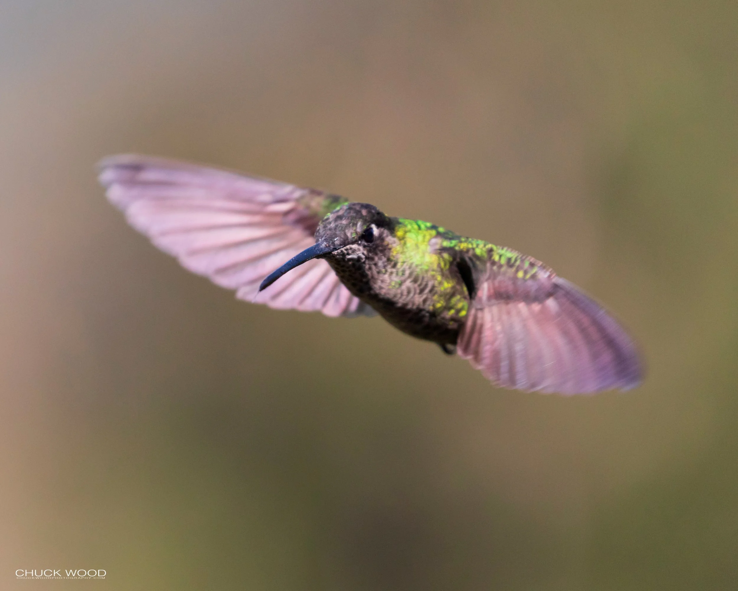  Paraiso Quetzal, Costa Rica 2020 