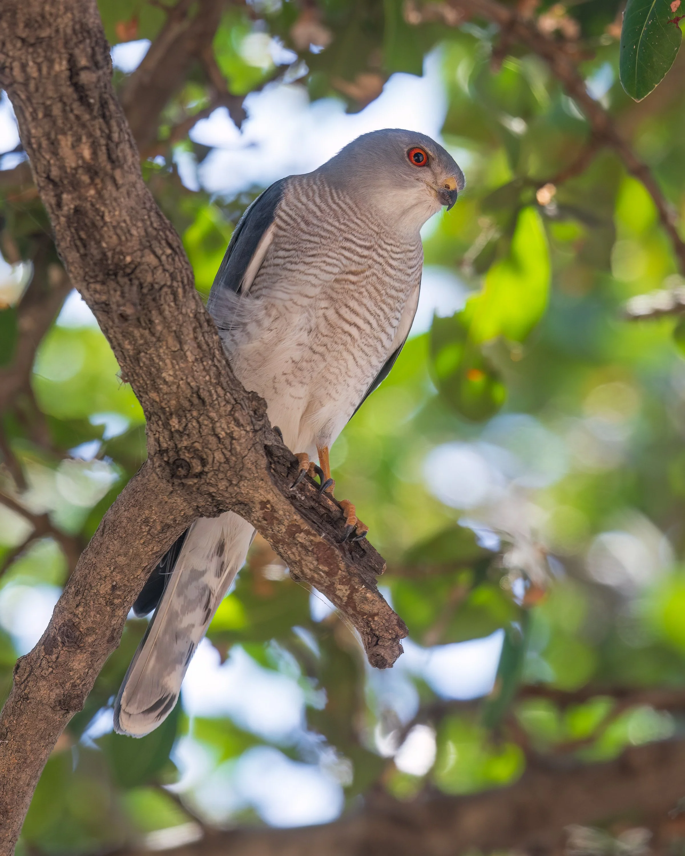  Chobe Riverfront, Botswana 2023 