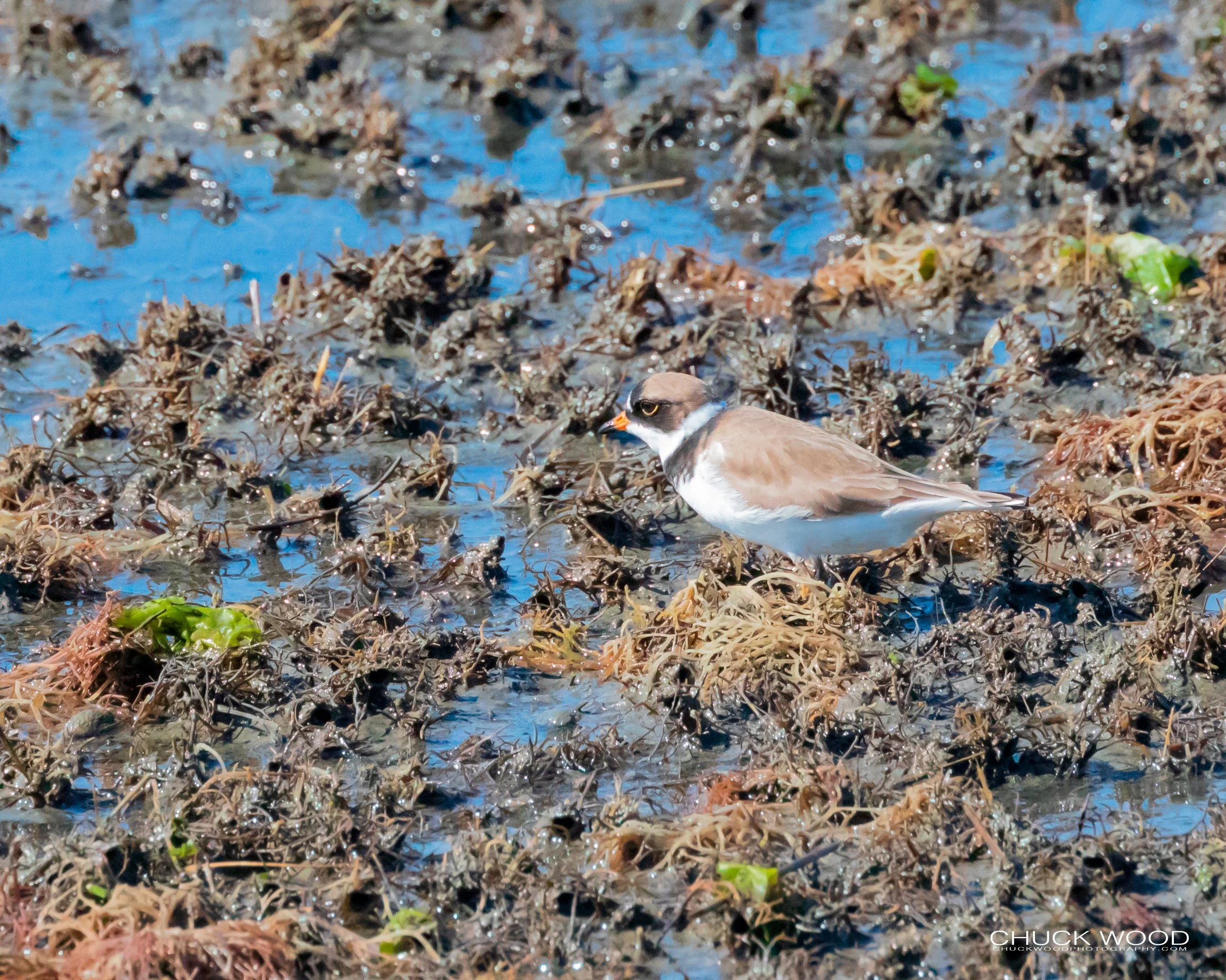  Forsythe NWR, NJ 2019 