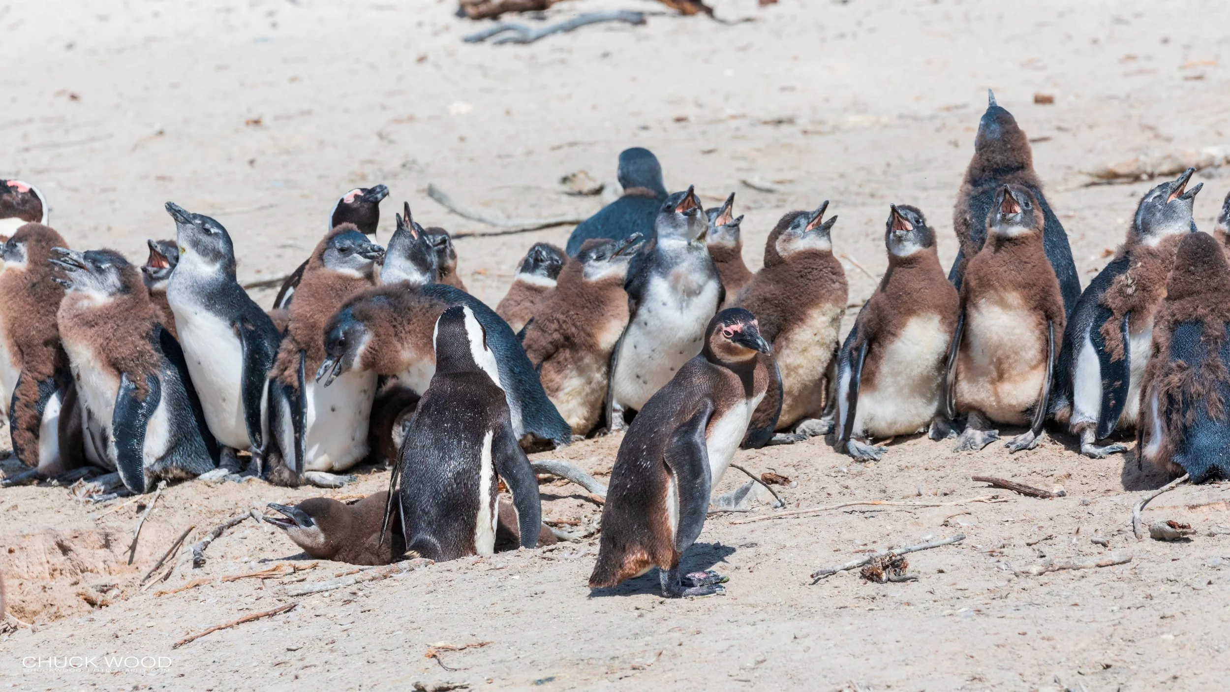  Boulders Beach, Cape Town 2019 
