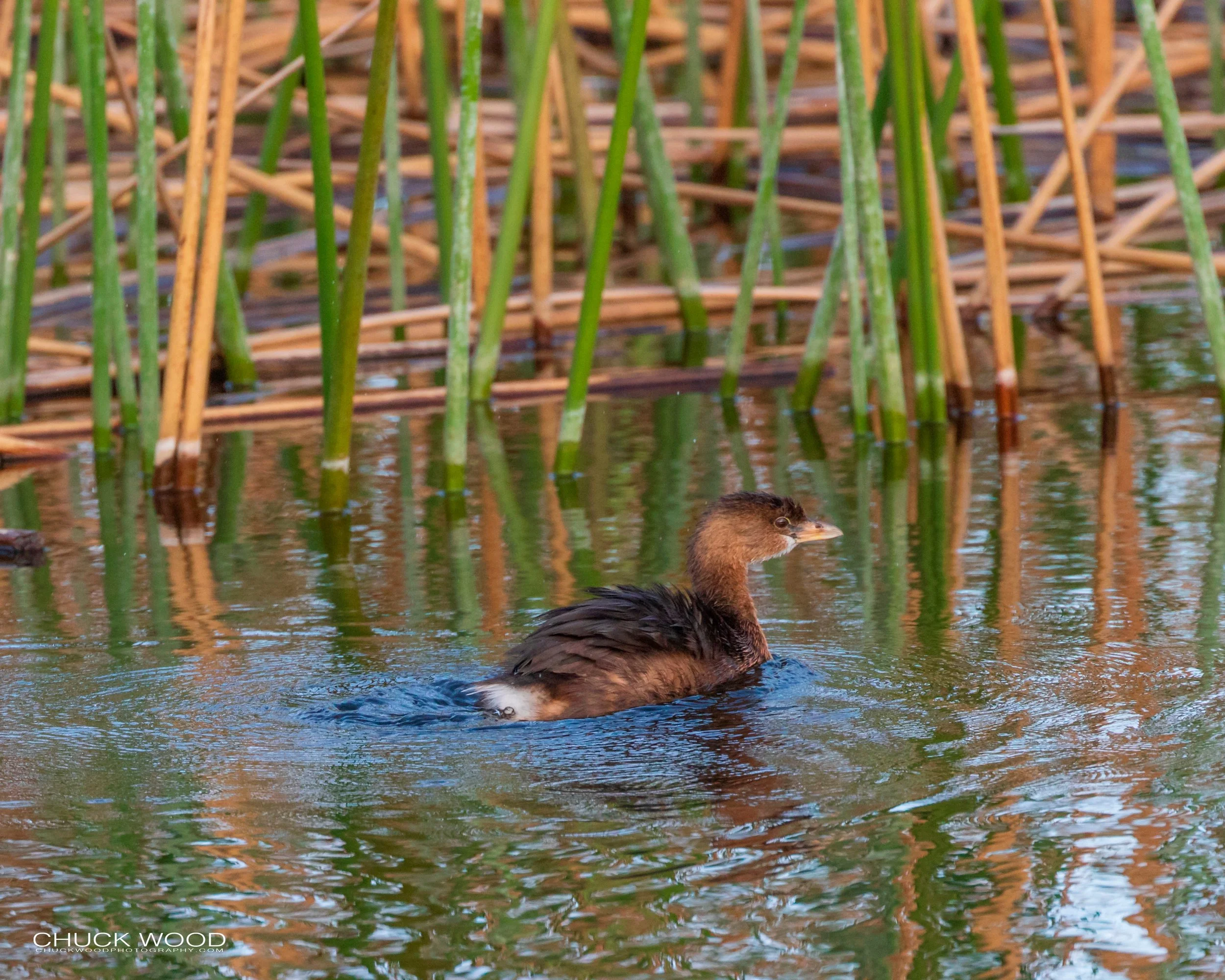  Viera Wetlands, FL 2020 