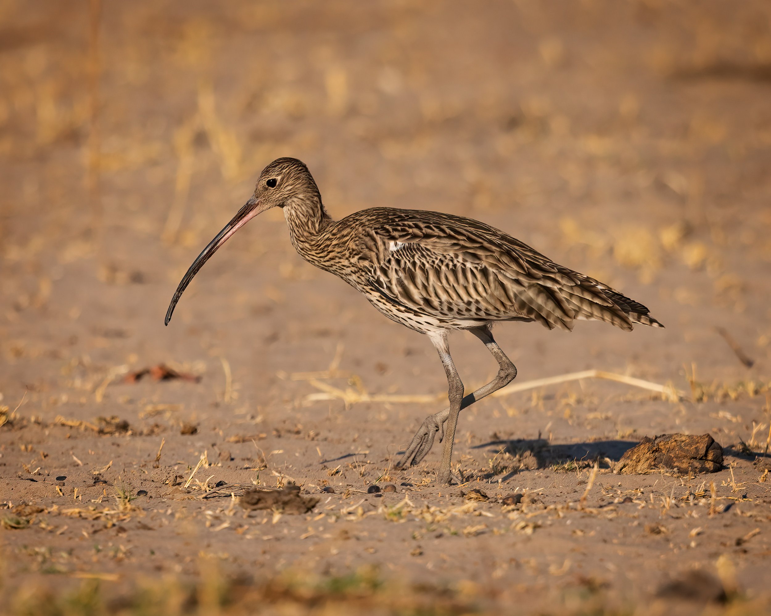  Chobe Riverfront, Botswana 2023 