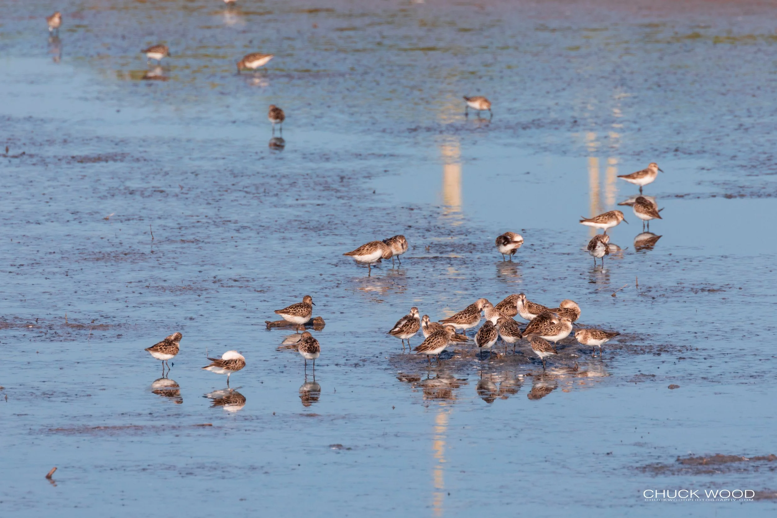  Forsythe NWR, NJ 2019 