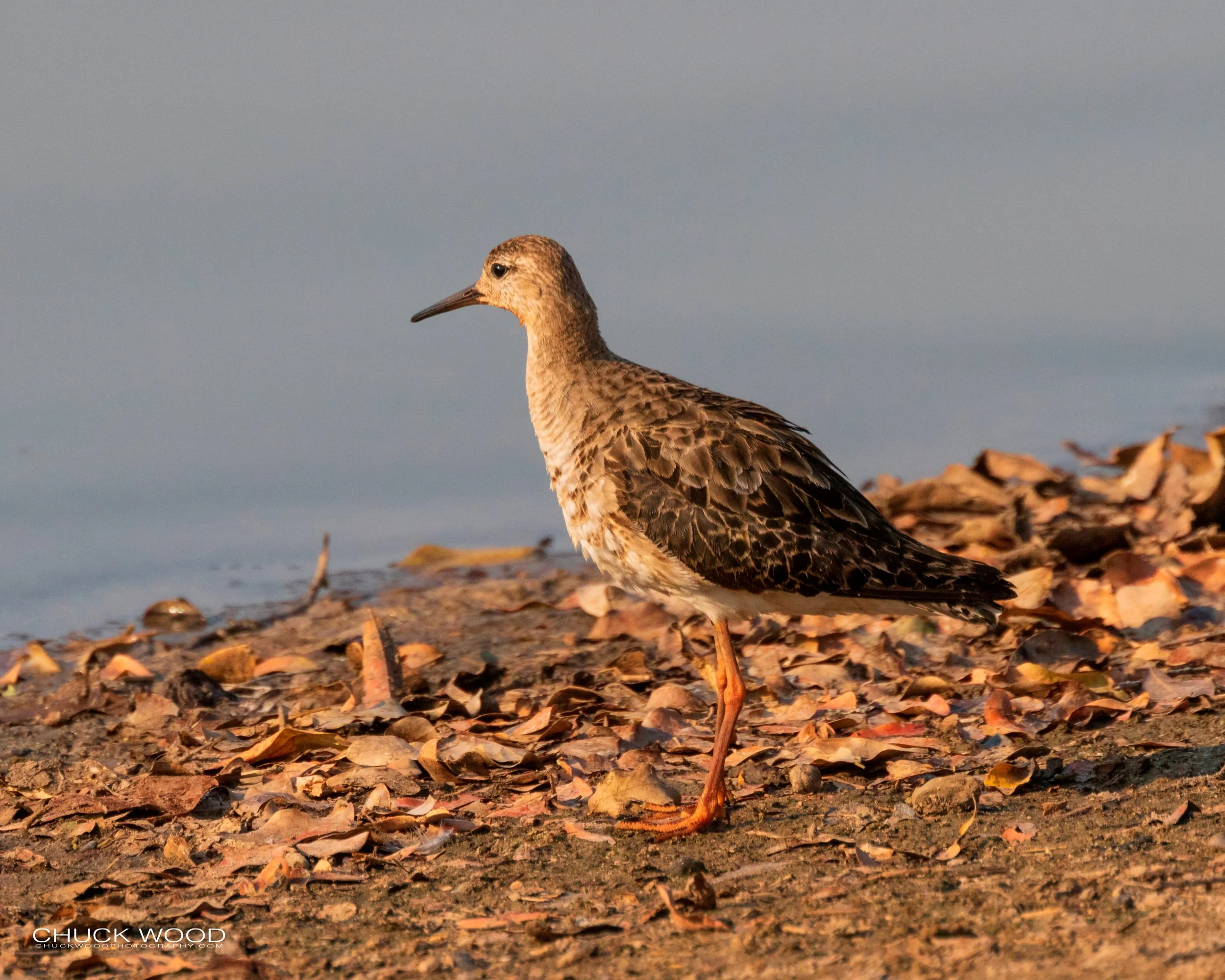  Mana Pools, Zimbabwe 2019 