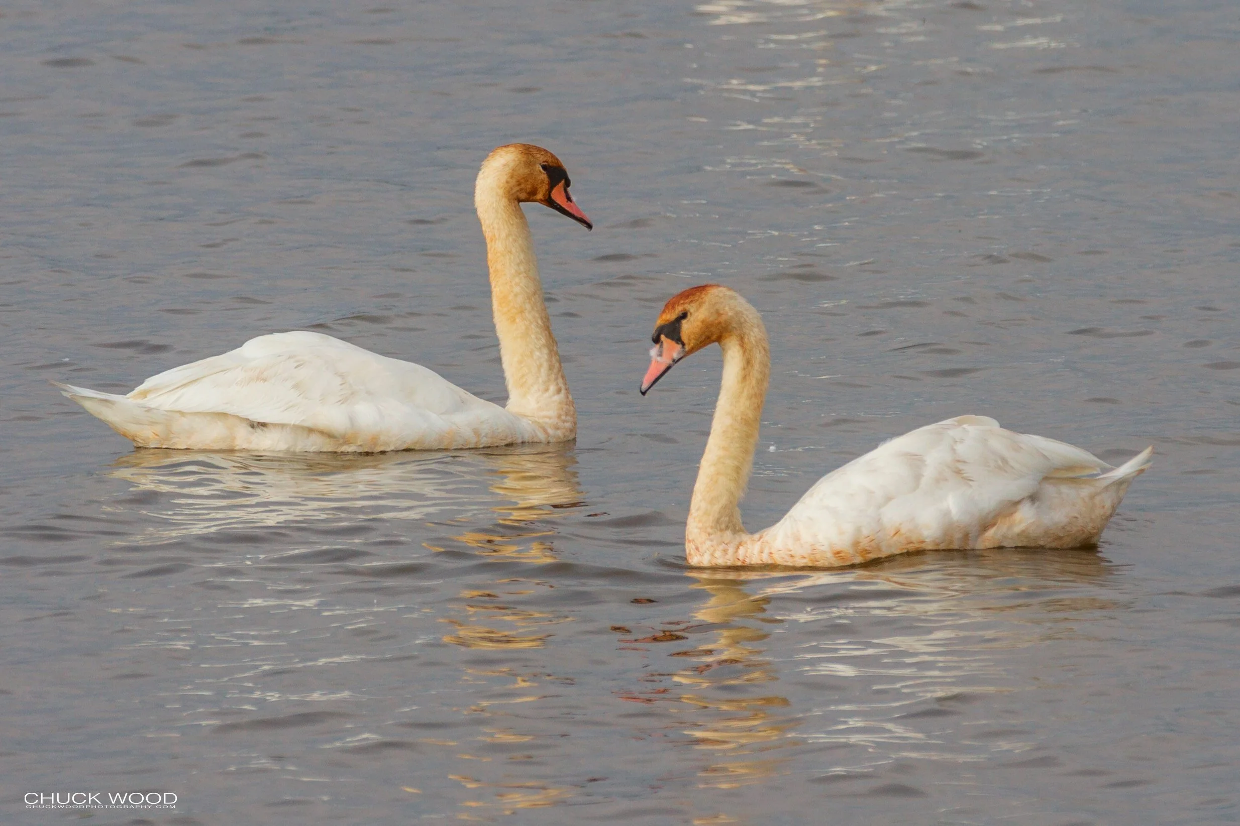  Forsythe NWR, NJ 2018 