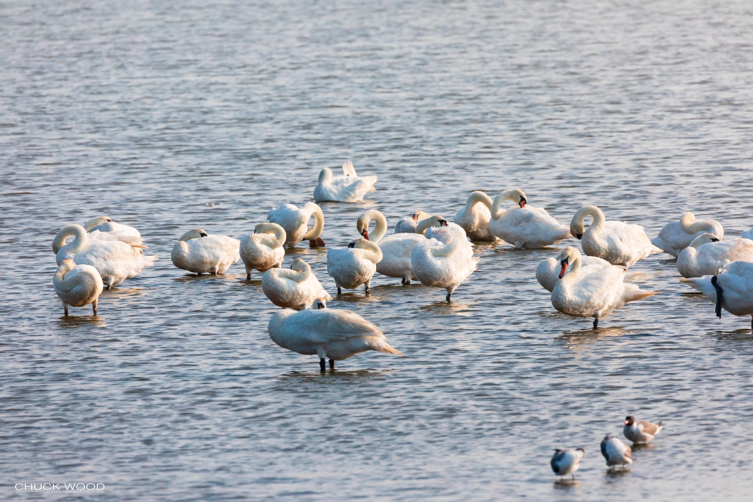  Forsythe NWR, NJ 2019 