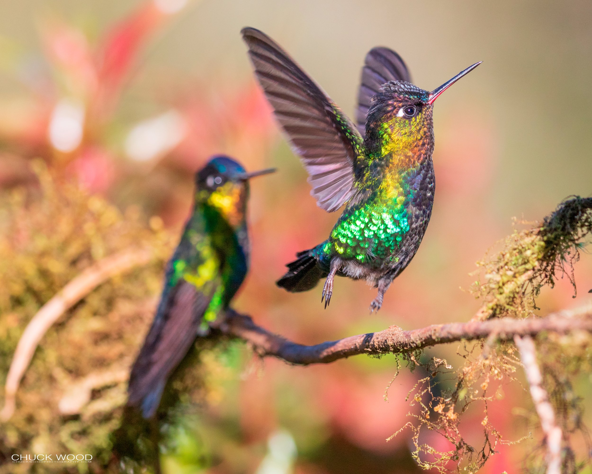  Bosque Del Tolomunco, Costa Rica 2020 