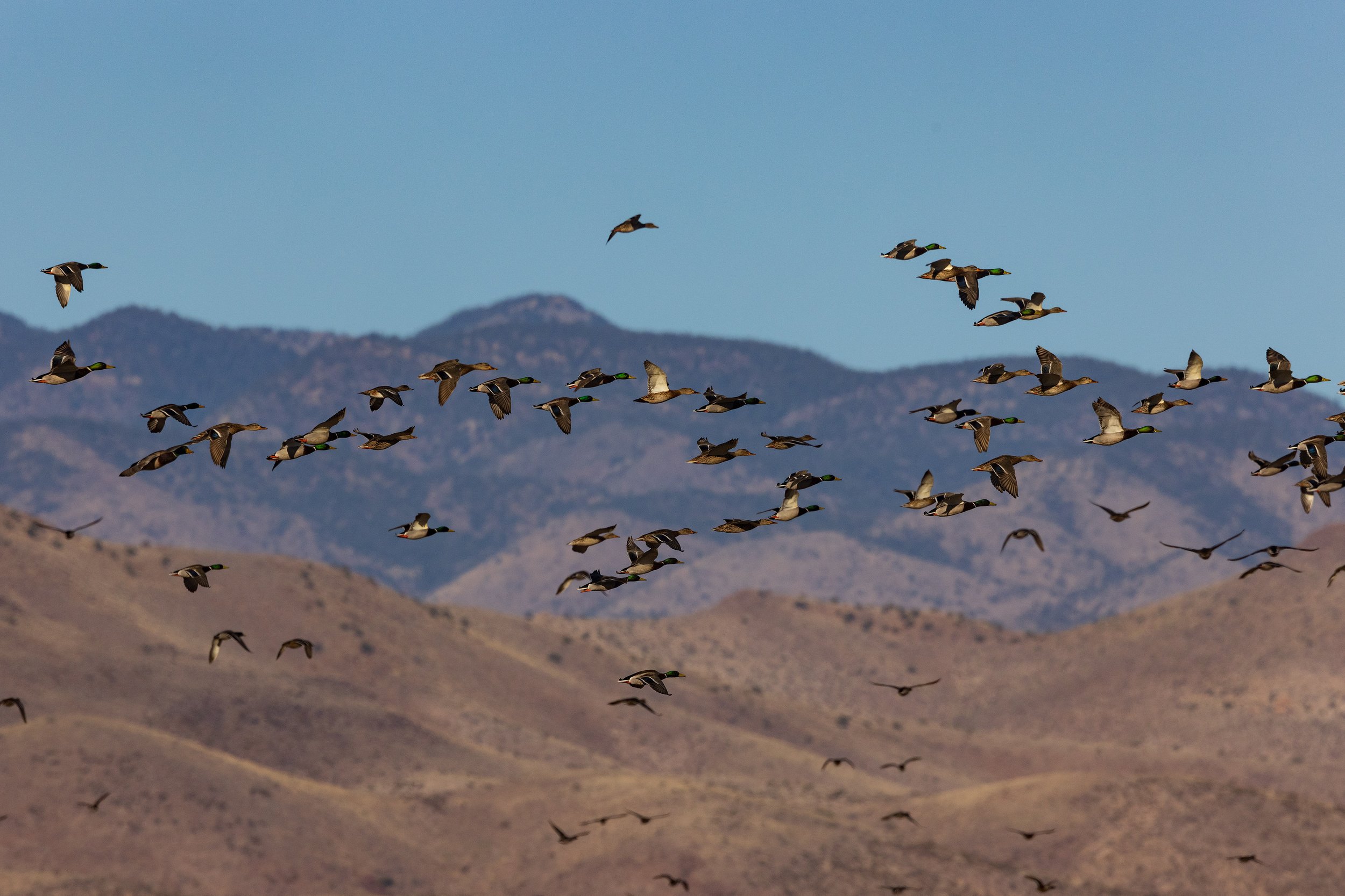  Bosque del Apache, NM 2023 