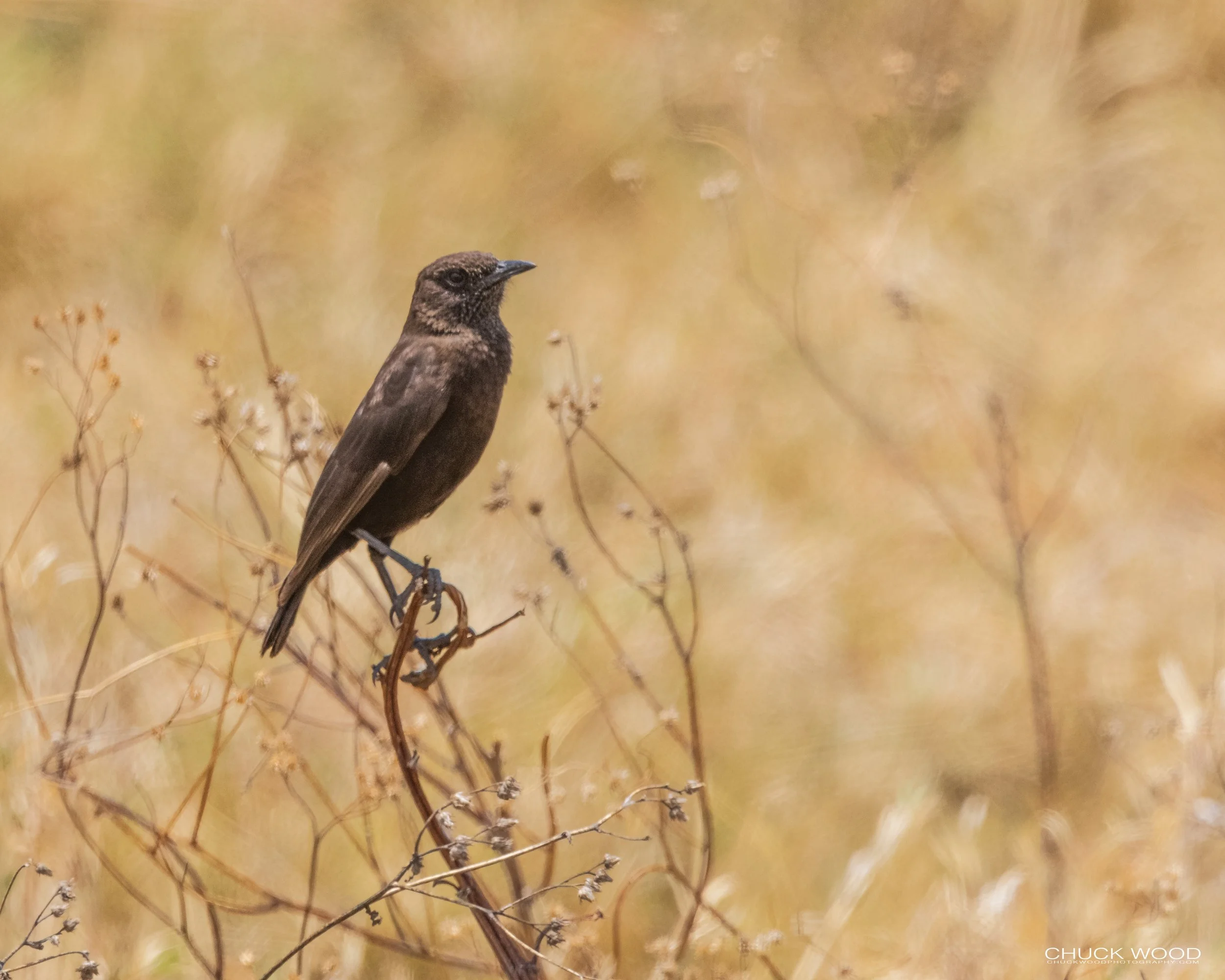  Ngorongoro Crater, Tanzania 2021 
